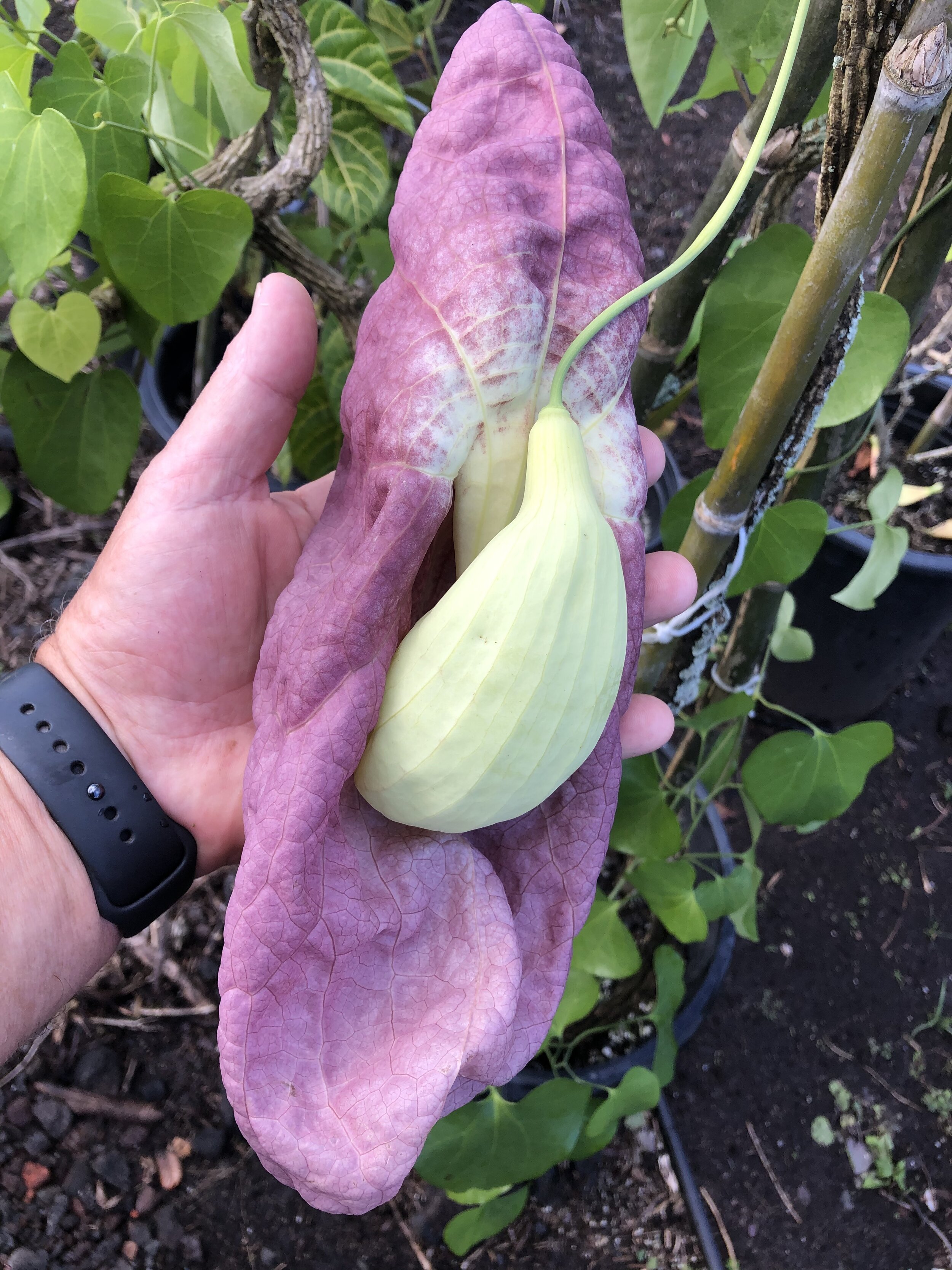 Aristolochia gigantea (2).jpg
