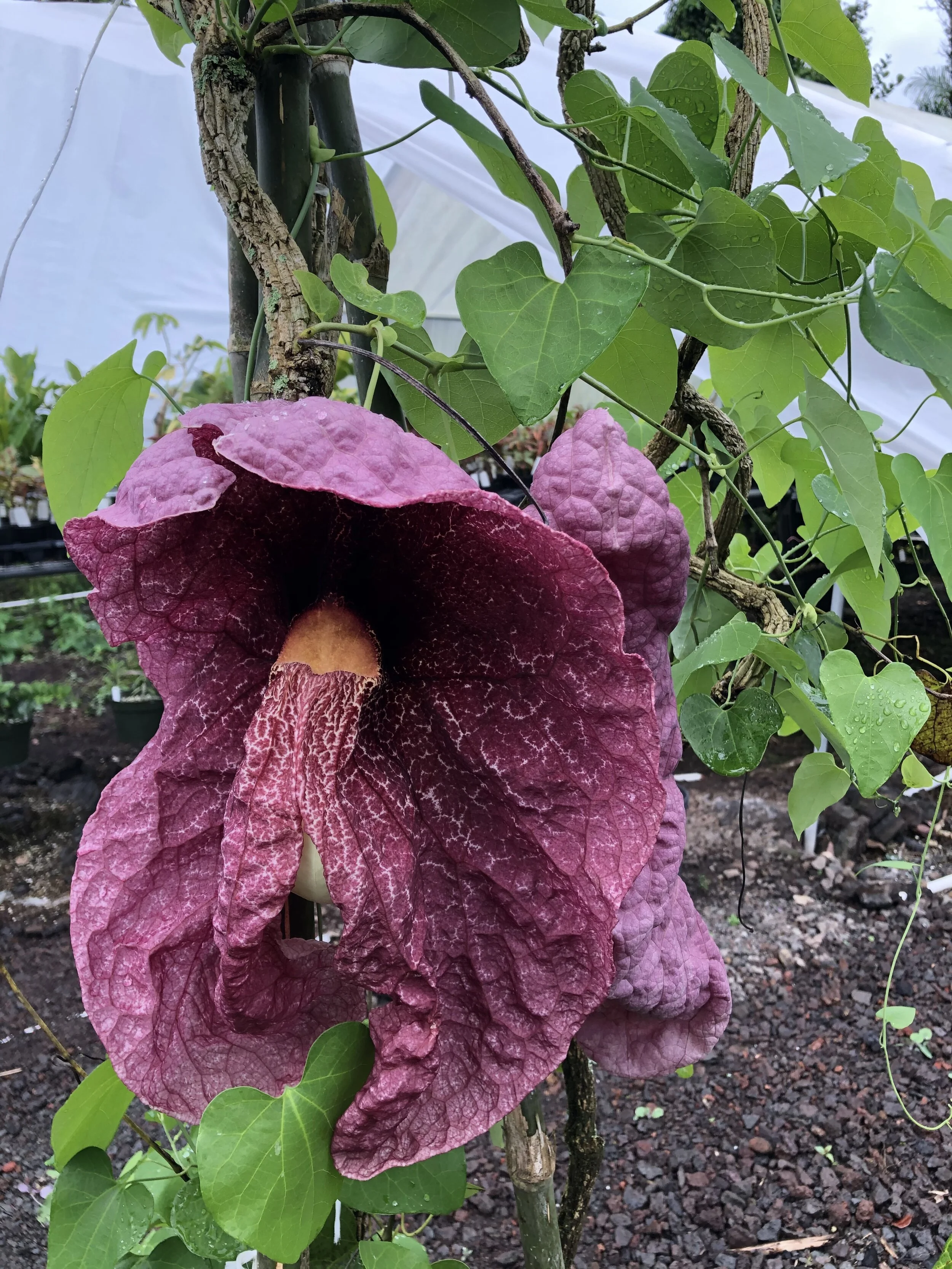 Aristolochia gigantea (1).jpg