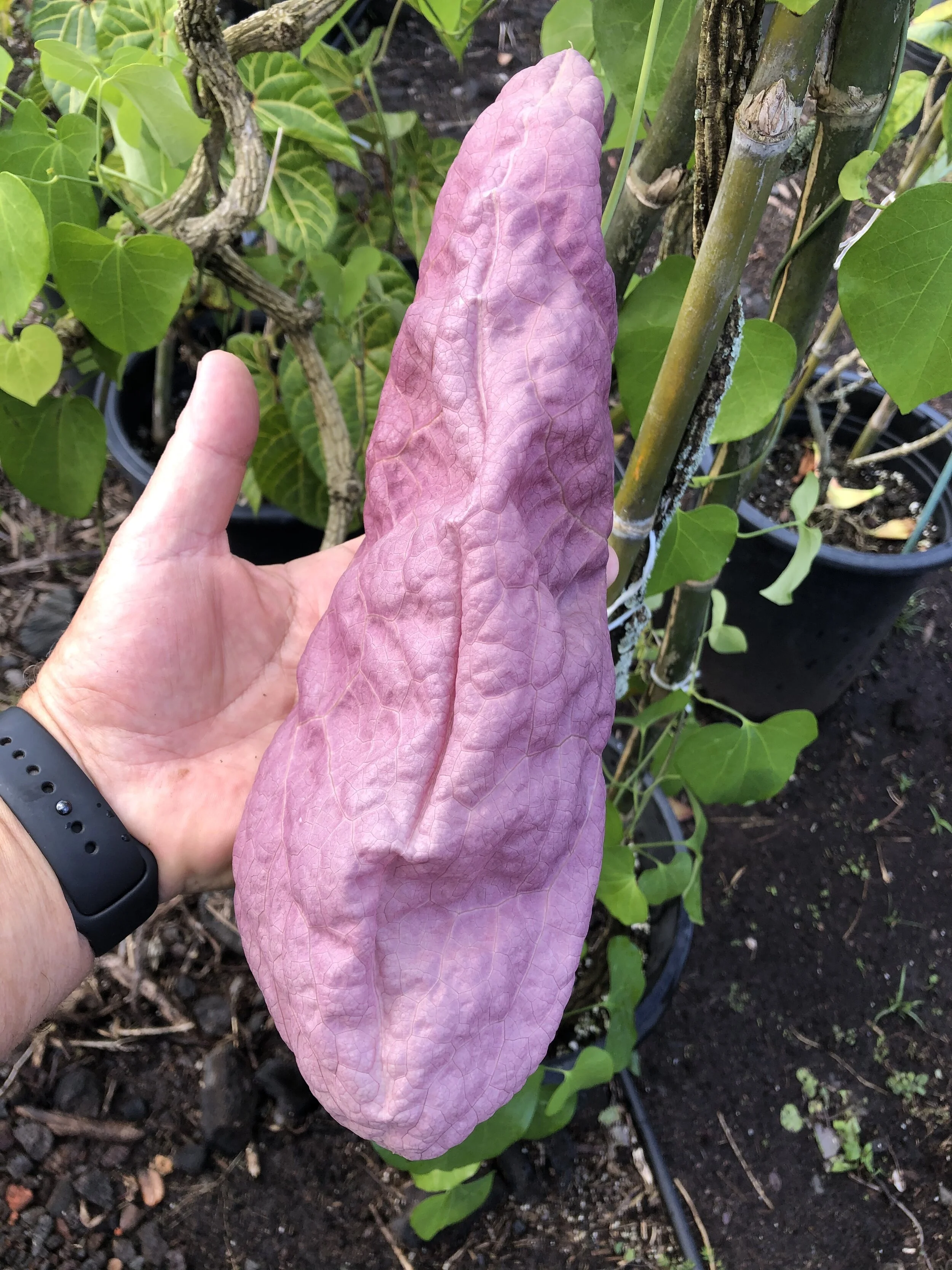 Aristolochia gigantea (3).jpg