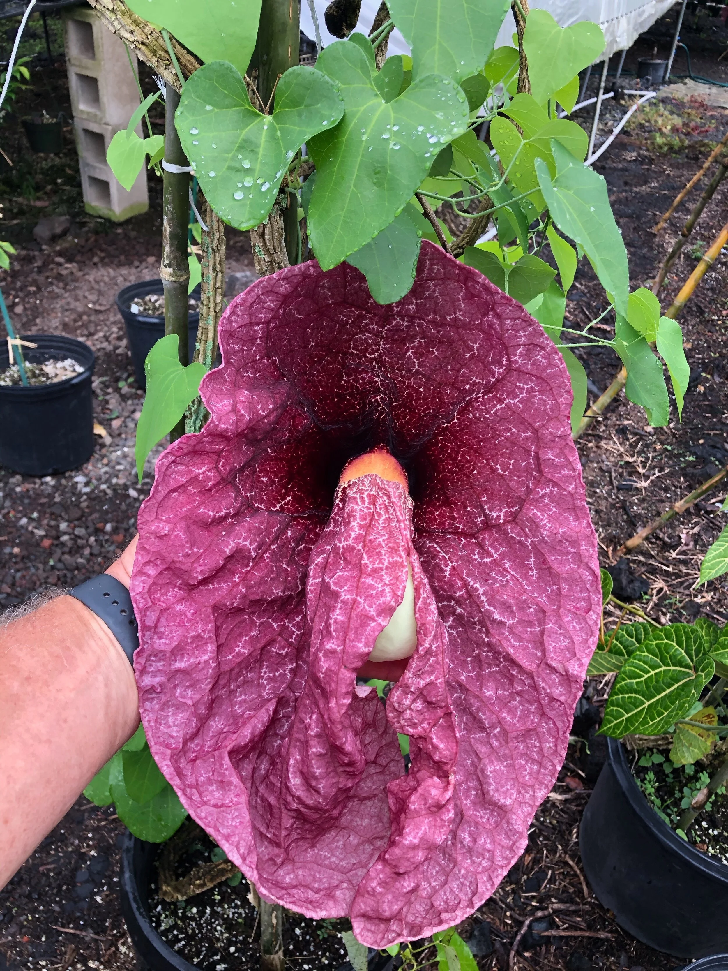 Aristolochia gigantea.jpg