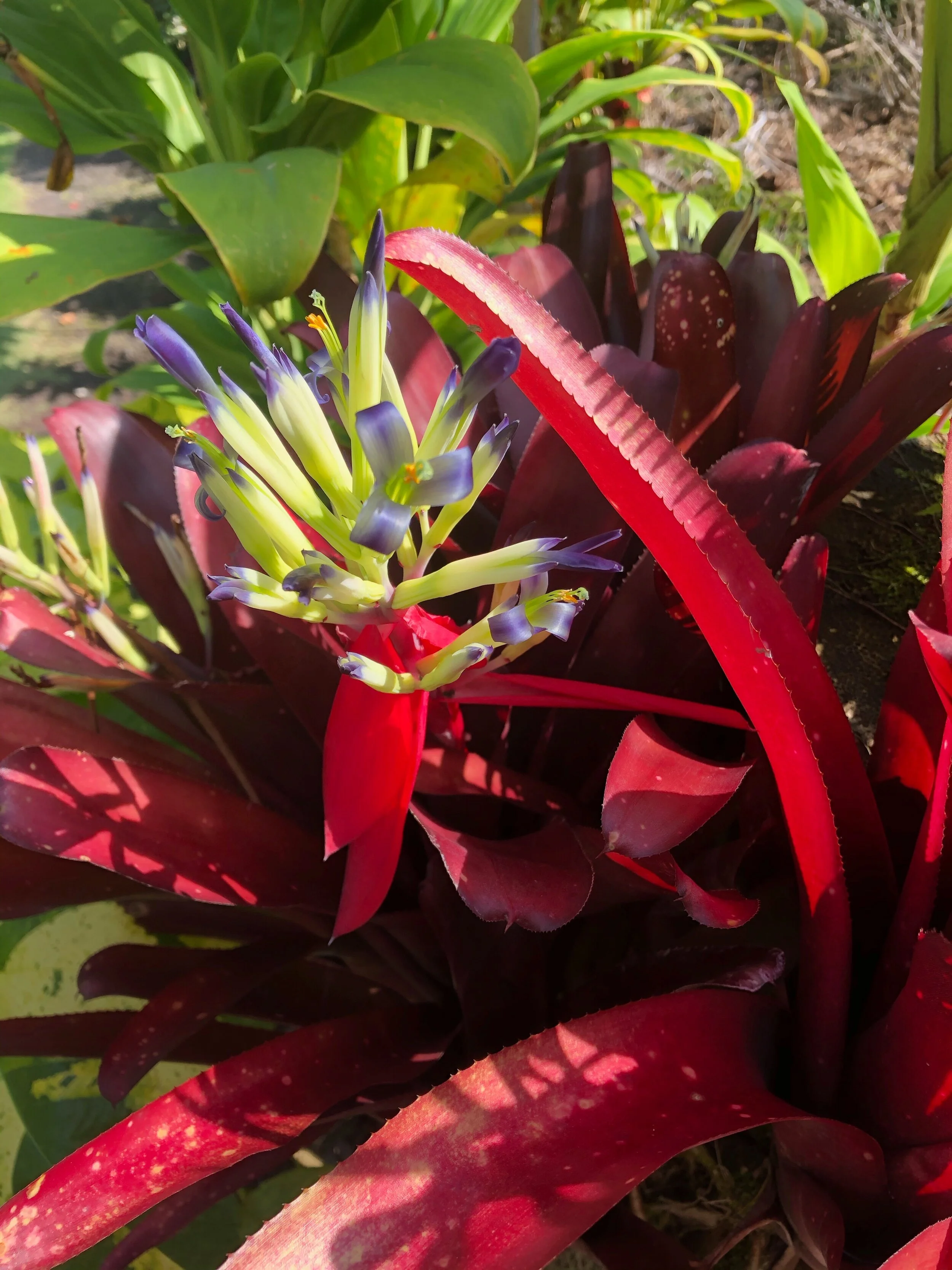 Billbergia 'Flamenco' (2).jpg