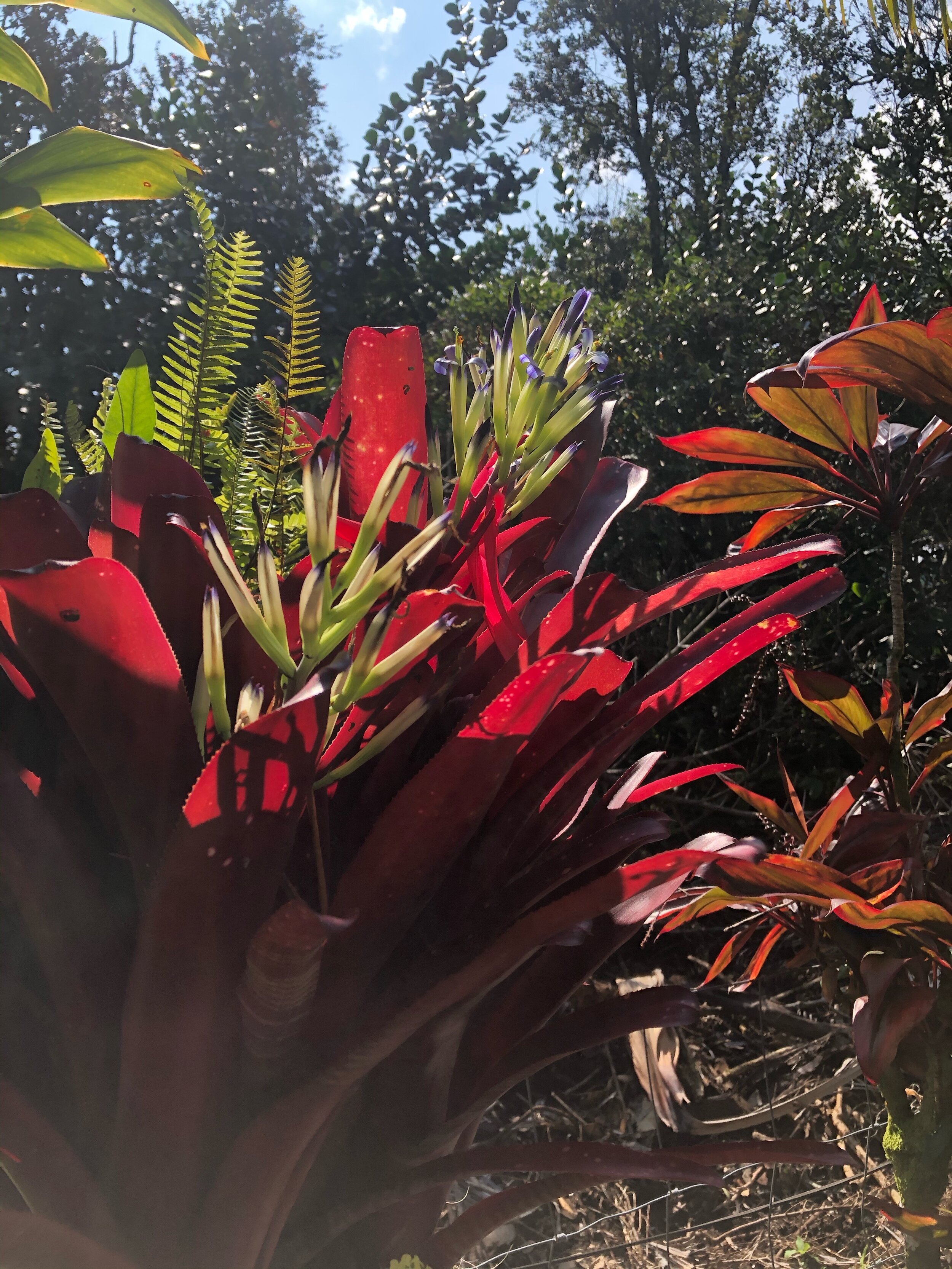 Billbergia 'Flamenco' (1).jpg