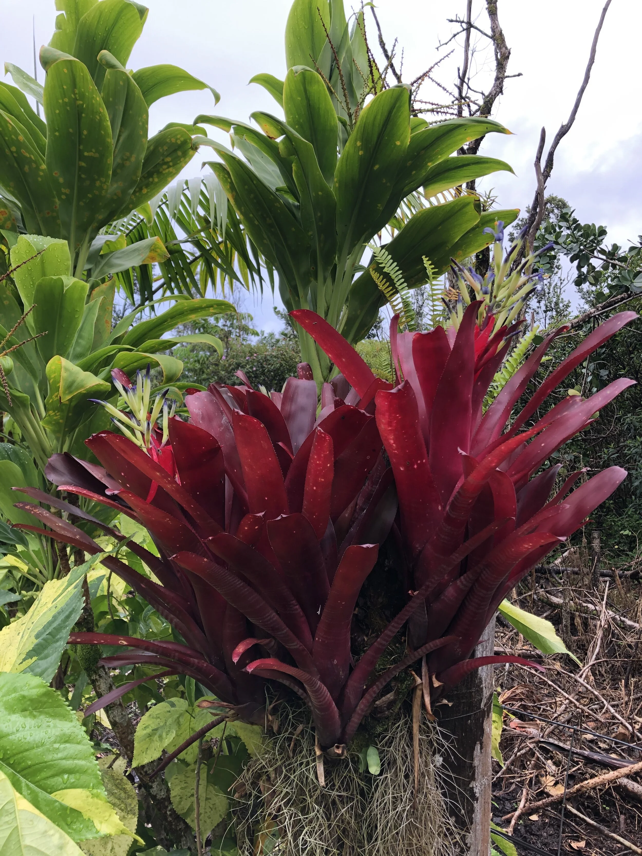 Billbergia 'Flamenco'.jpg