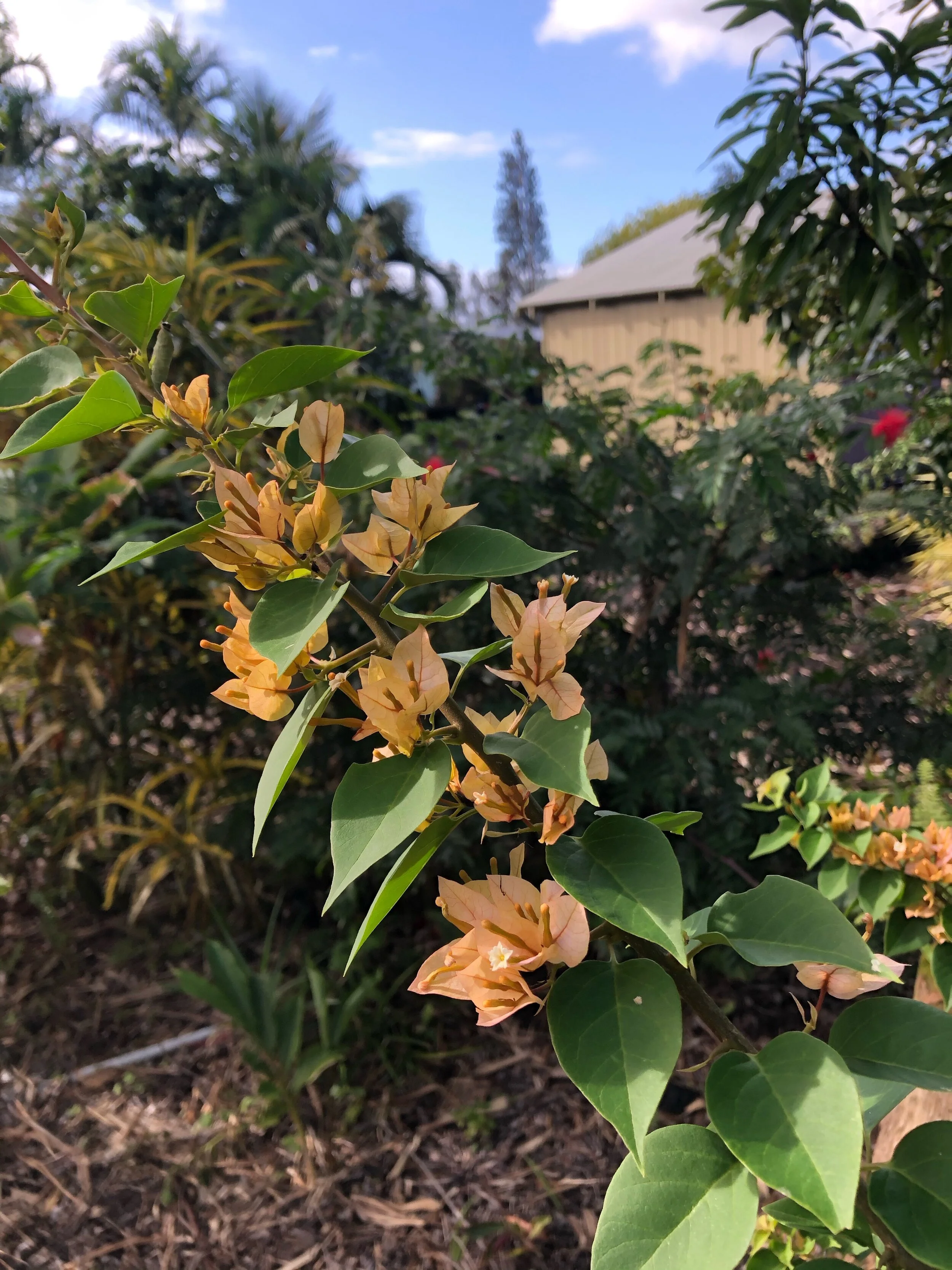 Bougainvillea (Shrub) 'Sunvillea Cream' (1).jpg