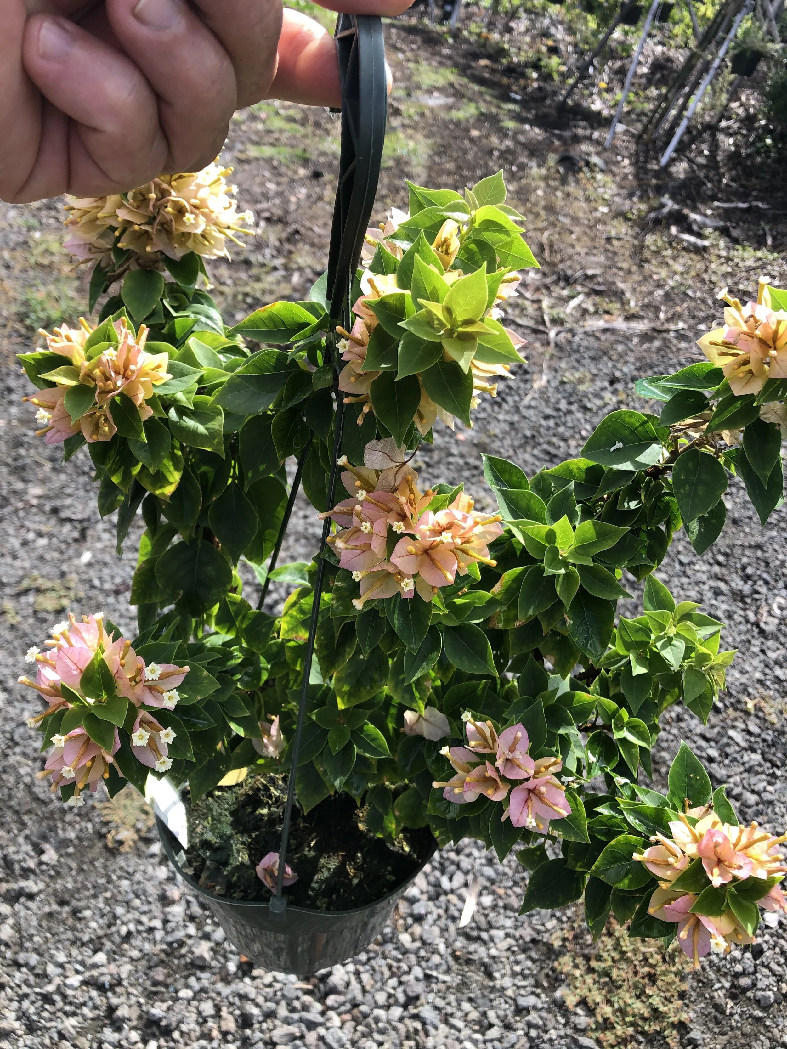 Bougainvillea (Shrub) 'Sunvillea Cream'.jpg