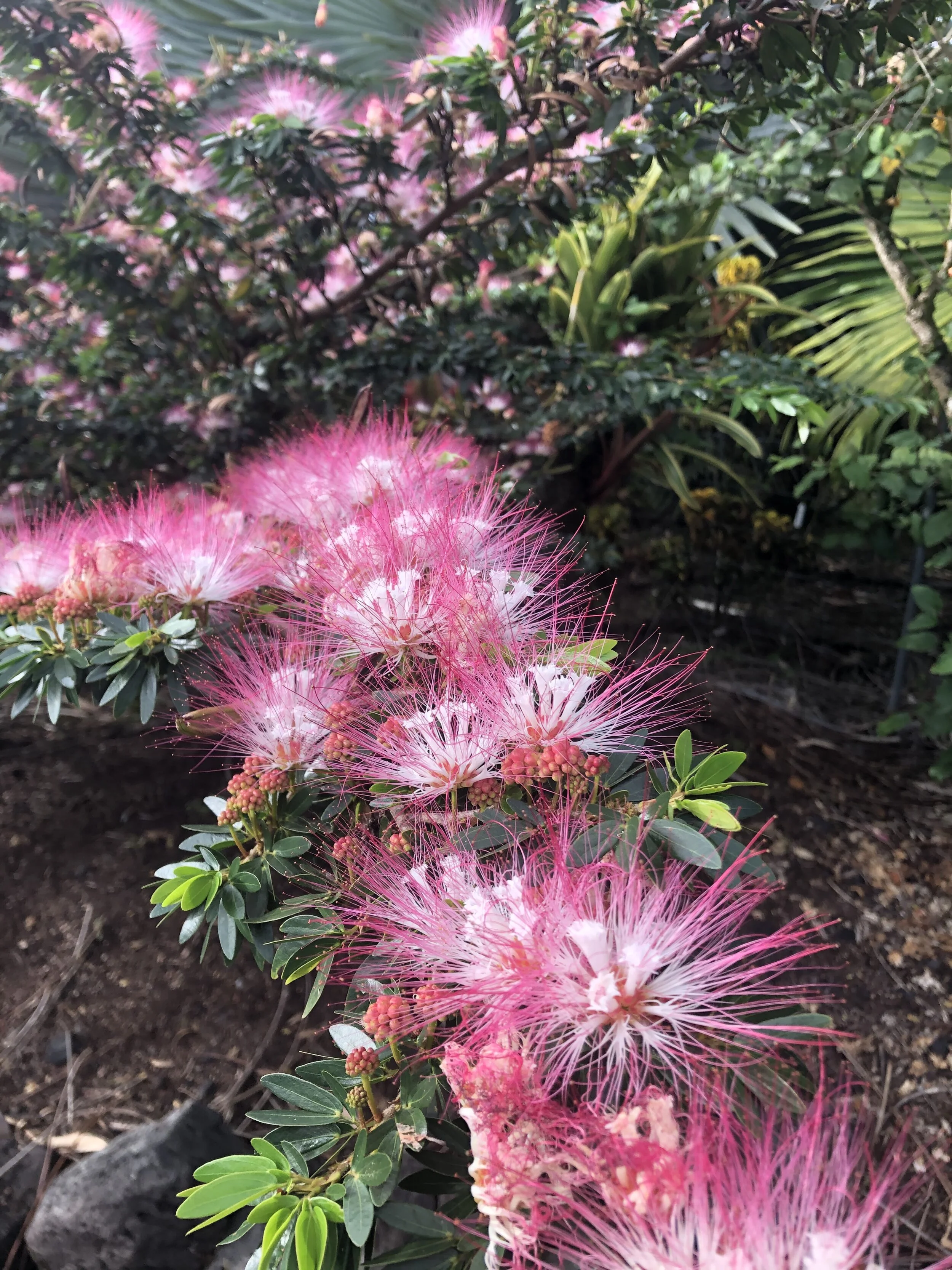 Calliandra schultzei (1).jpg