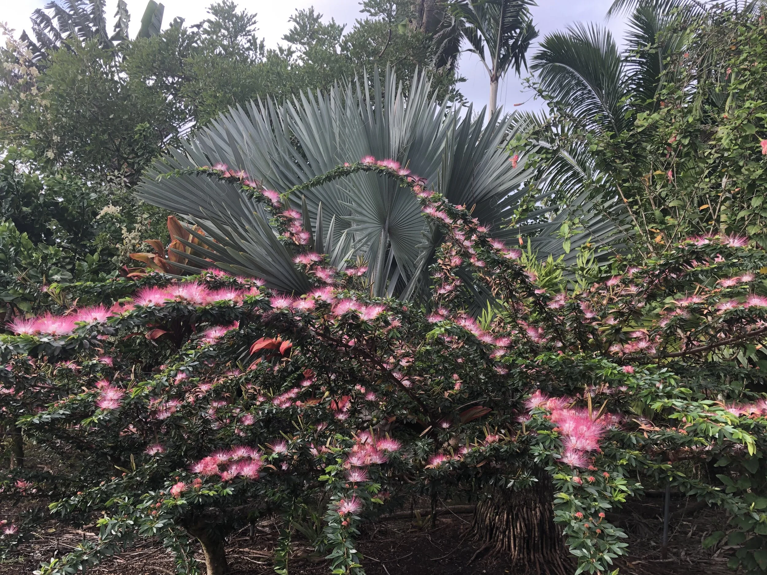 Calliandra schultzei (2).jpg