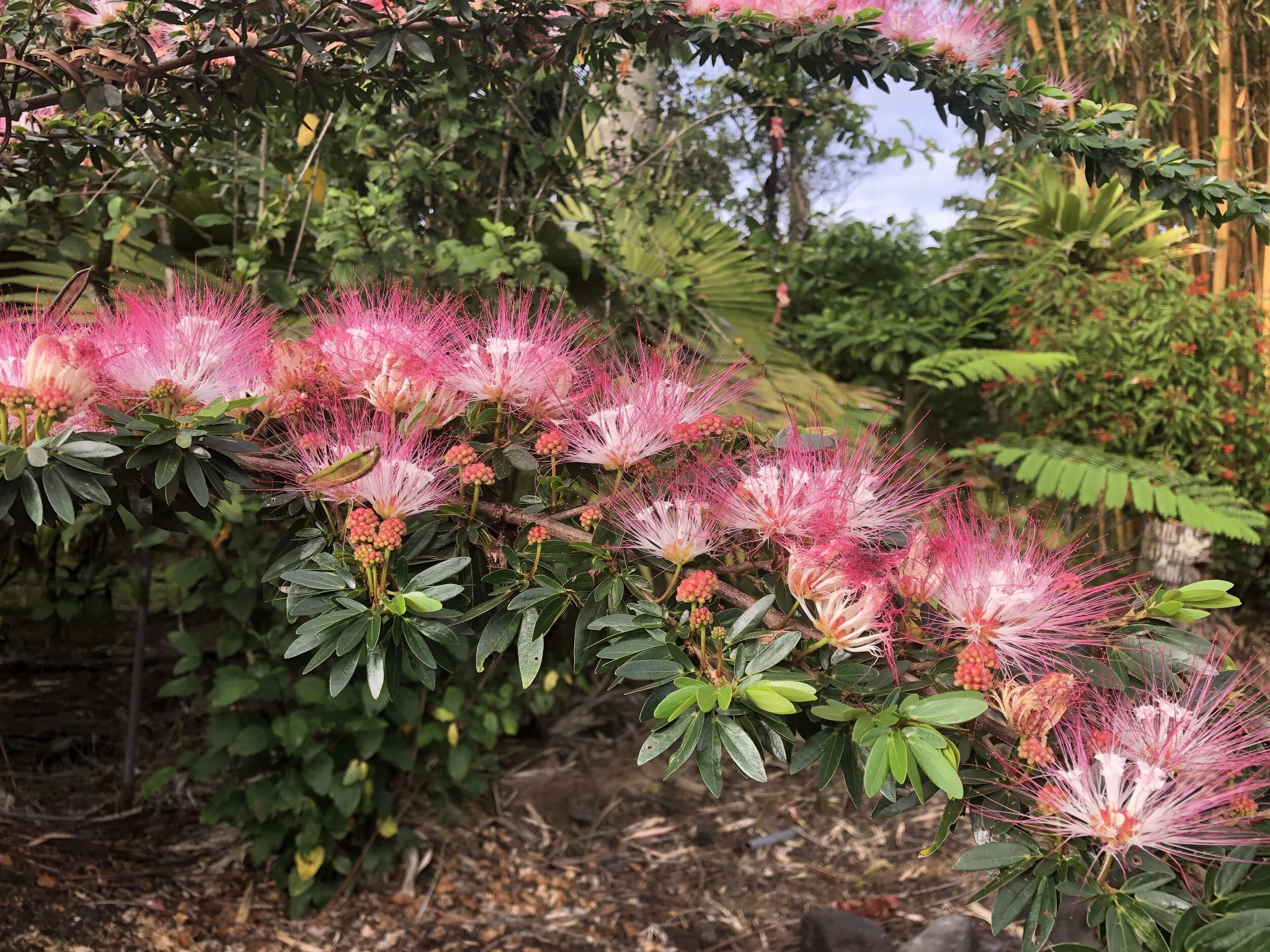 Calliandra schultzei (3).jpg