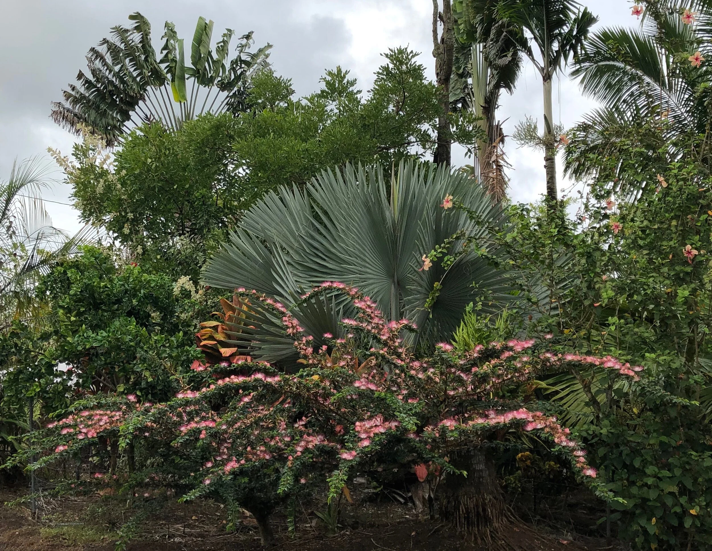 Calliandra schultzei (4).jpg