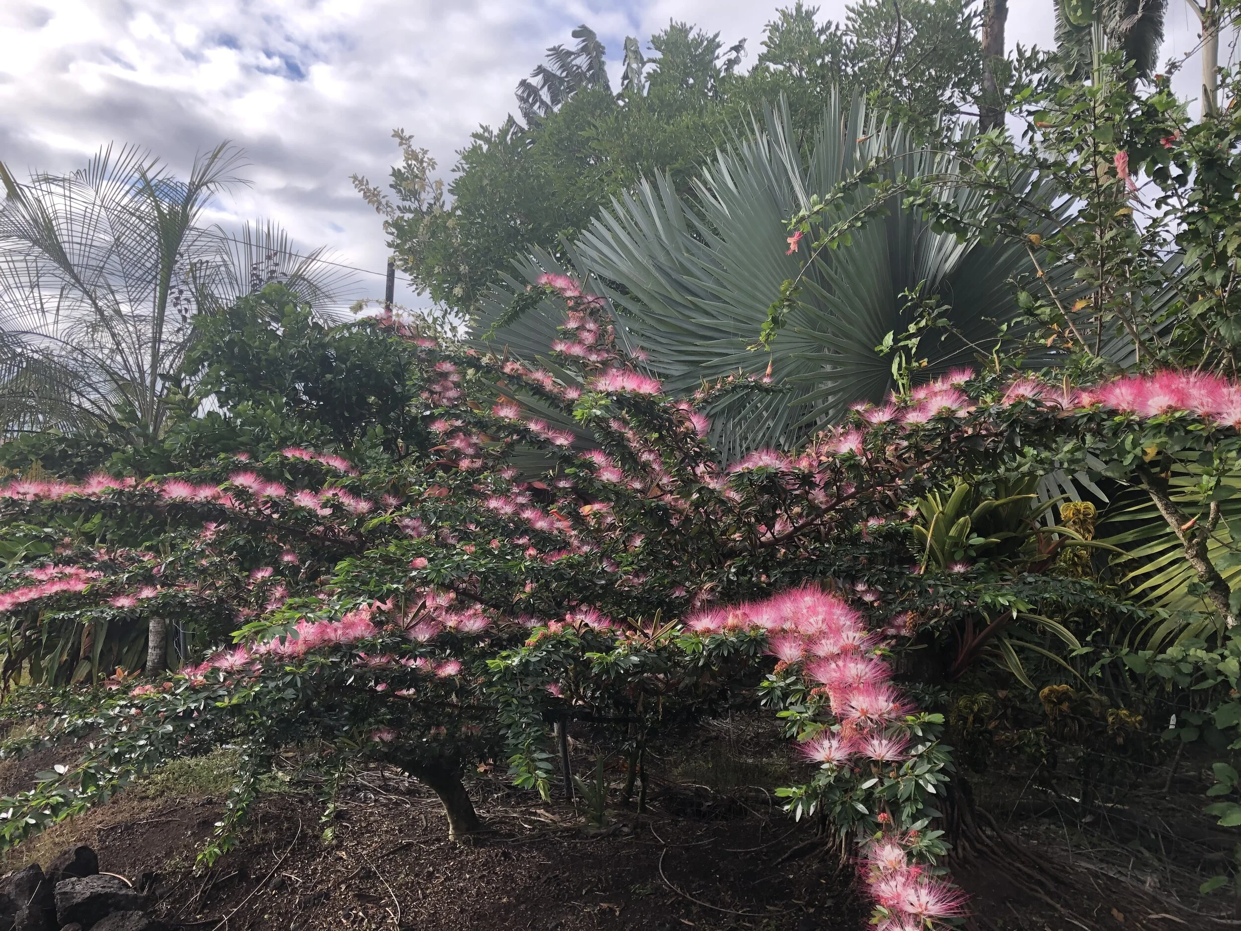 Calliandra schultzei.jpg
