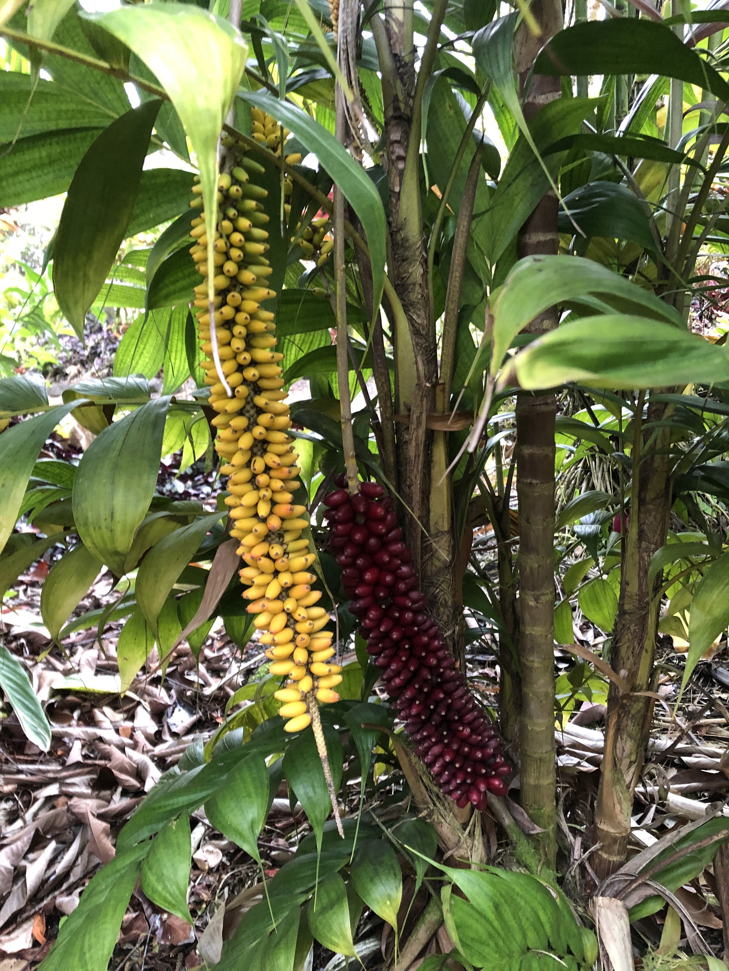 Calyptrocalyx pachystachys.jpg