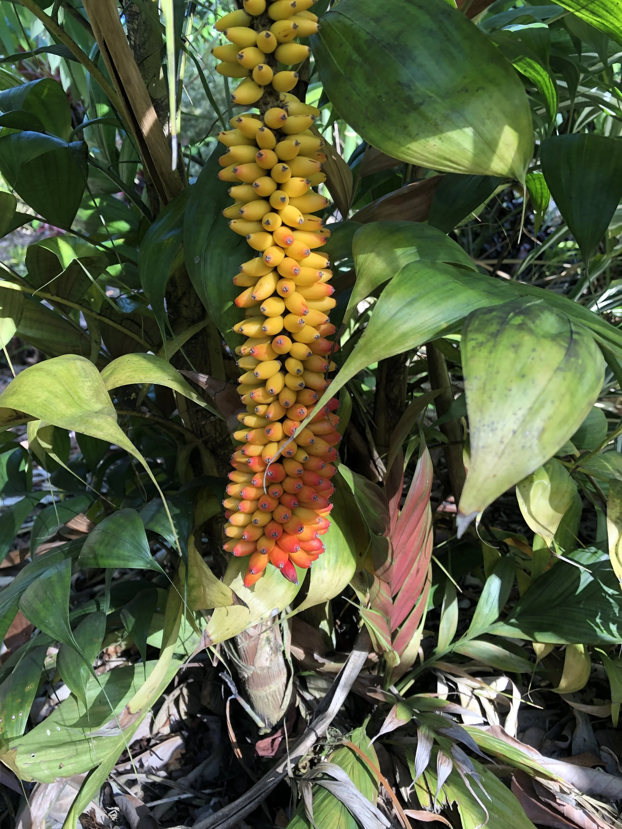 Calyptrocalyx pachystachys (1).jpg