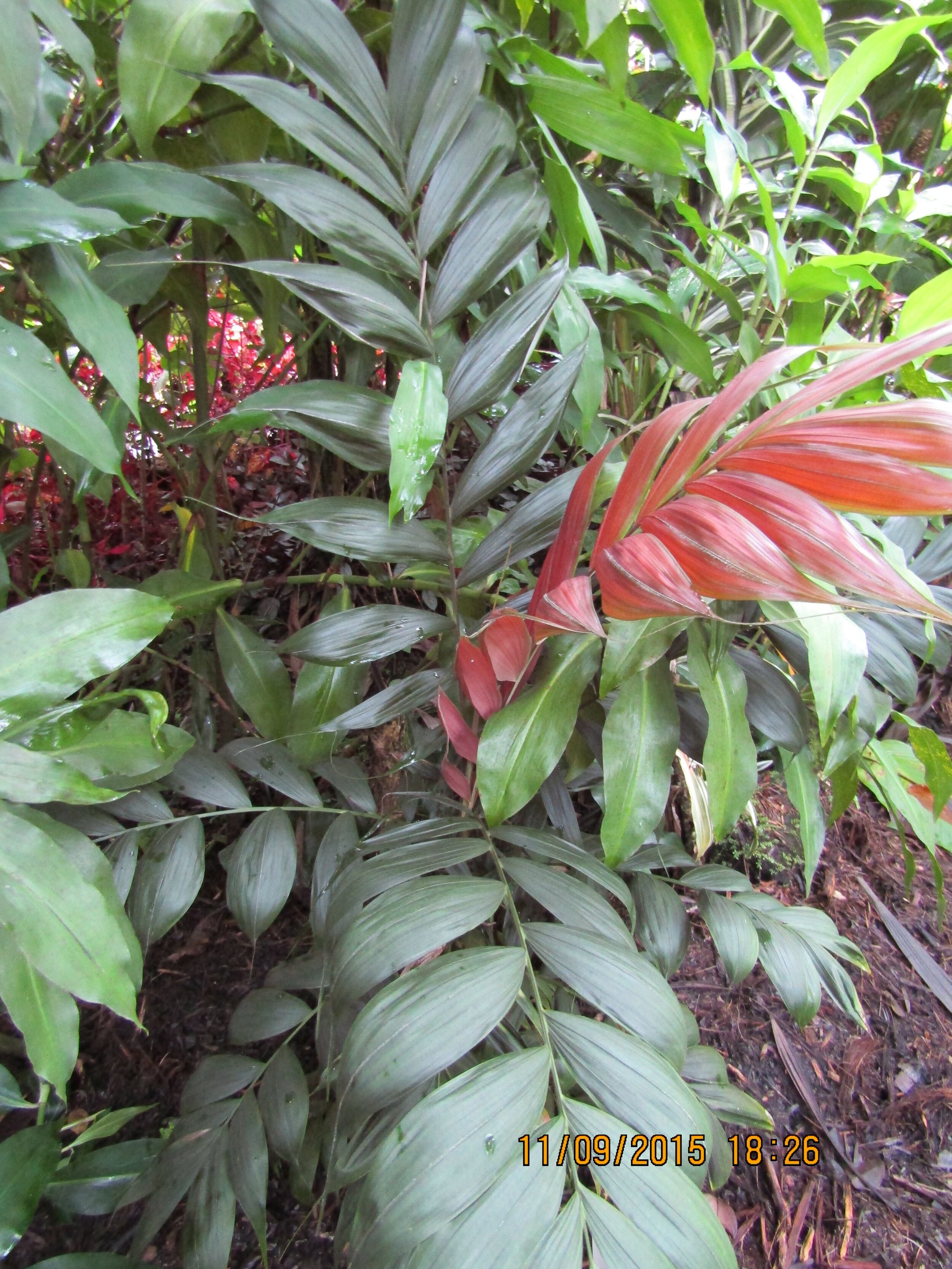 Calyptrocalyx pachystachys (2).jpg