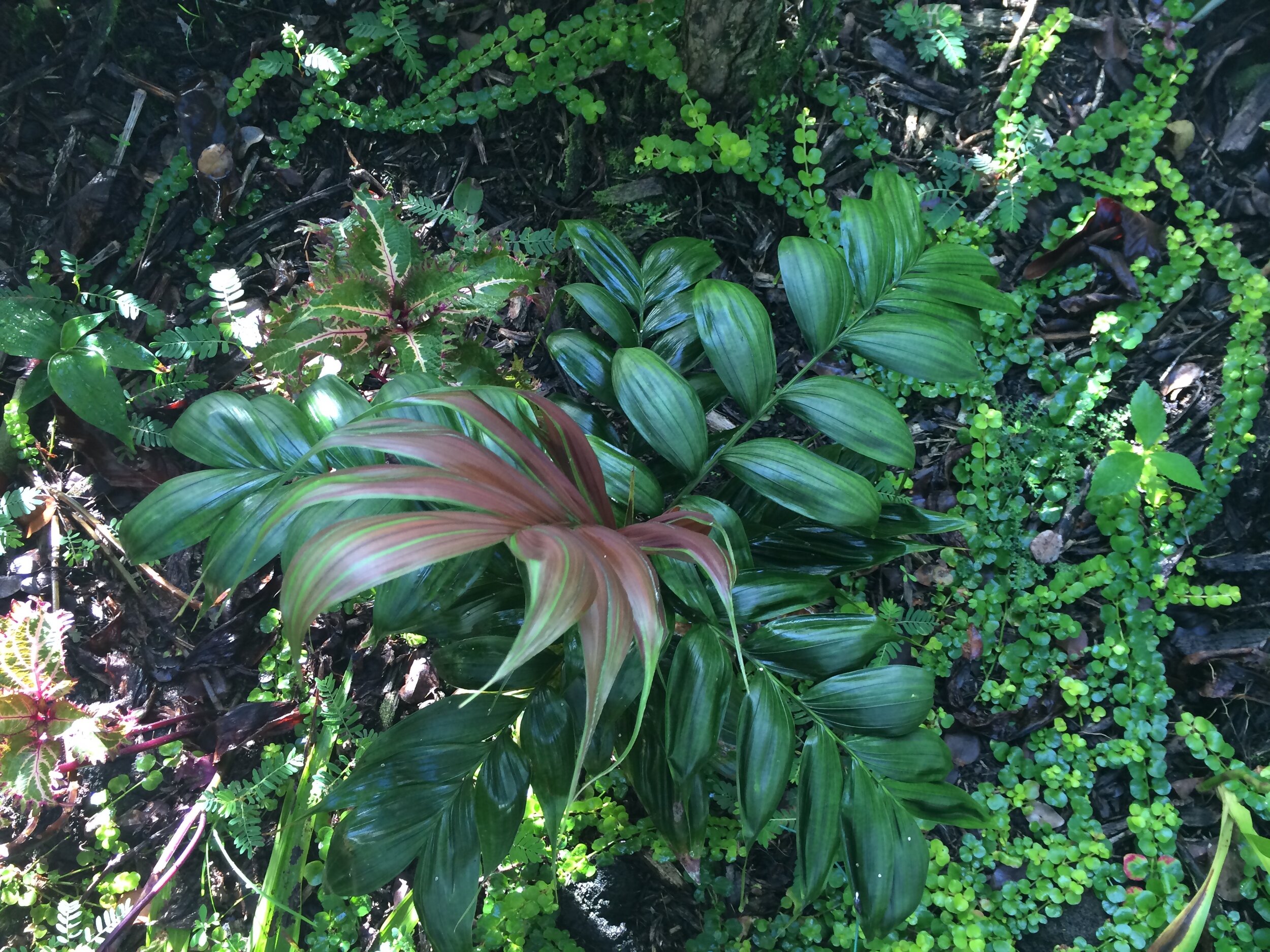Calyptrocalyx pachystachys (3).jpg