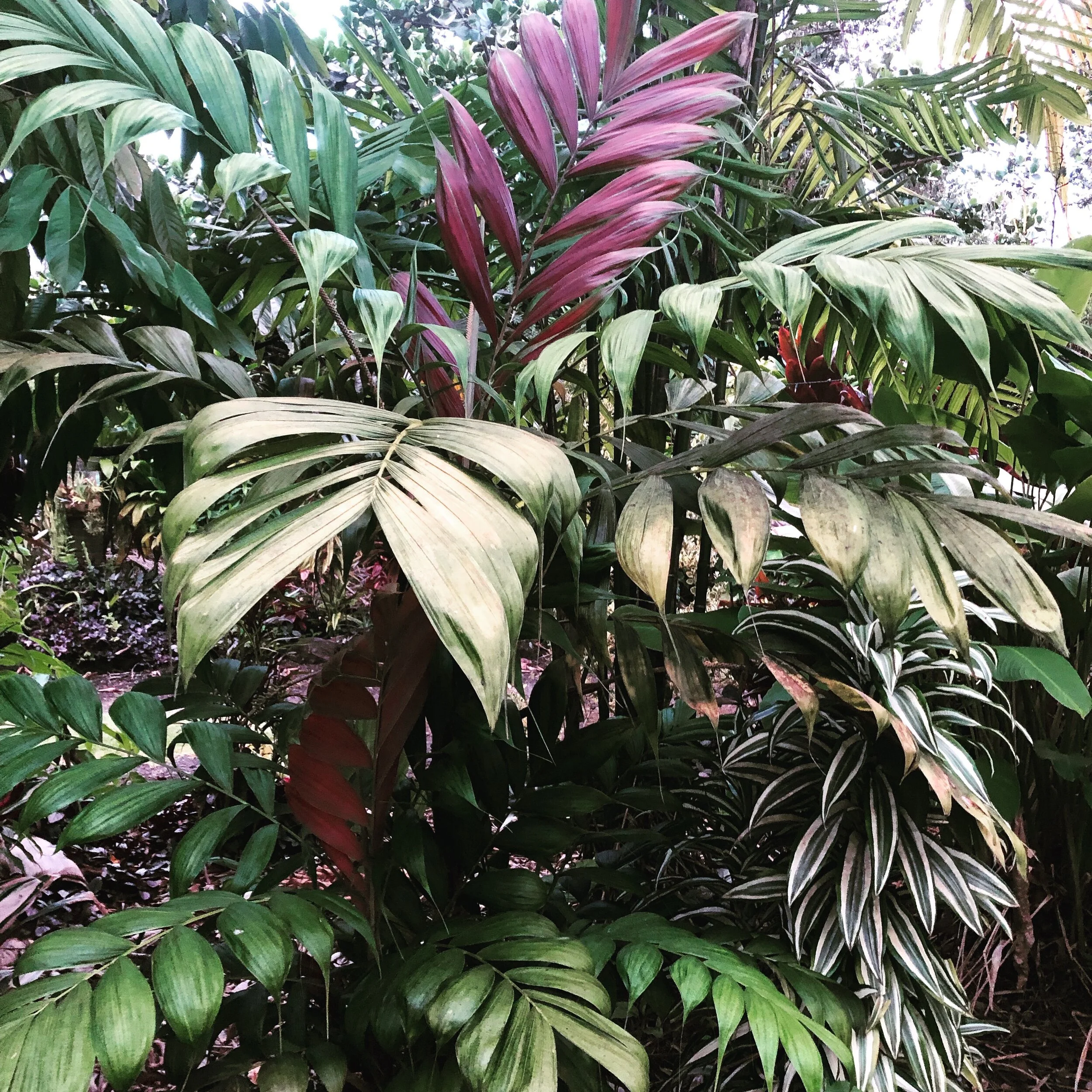 Calyptrocalyx pachystachys (4).jpg