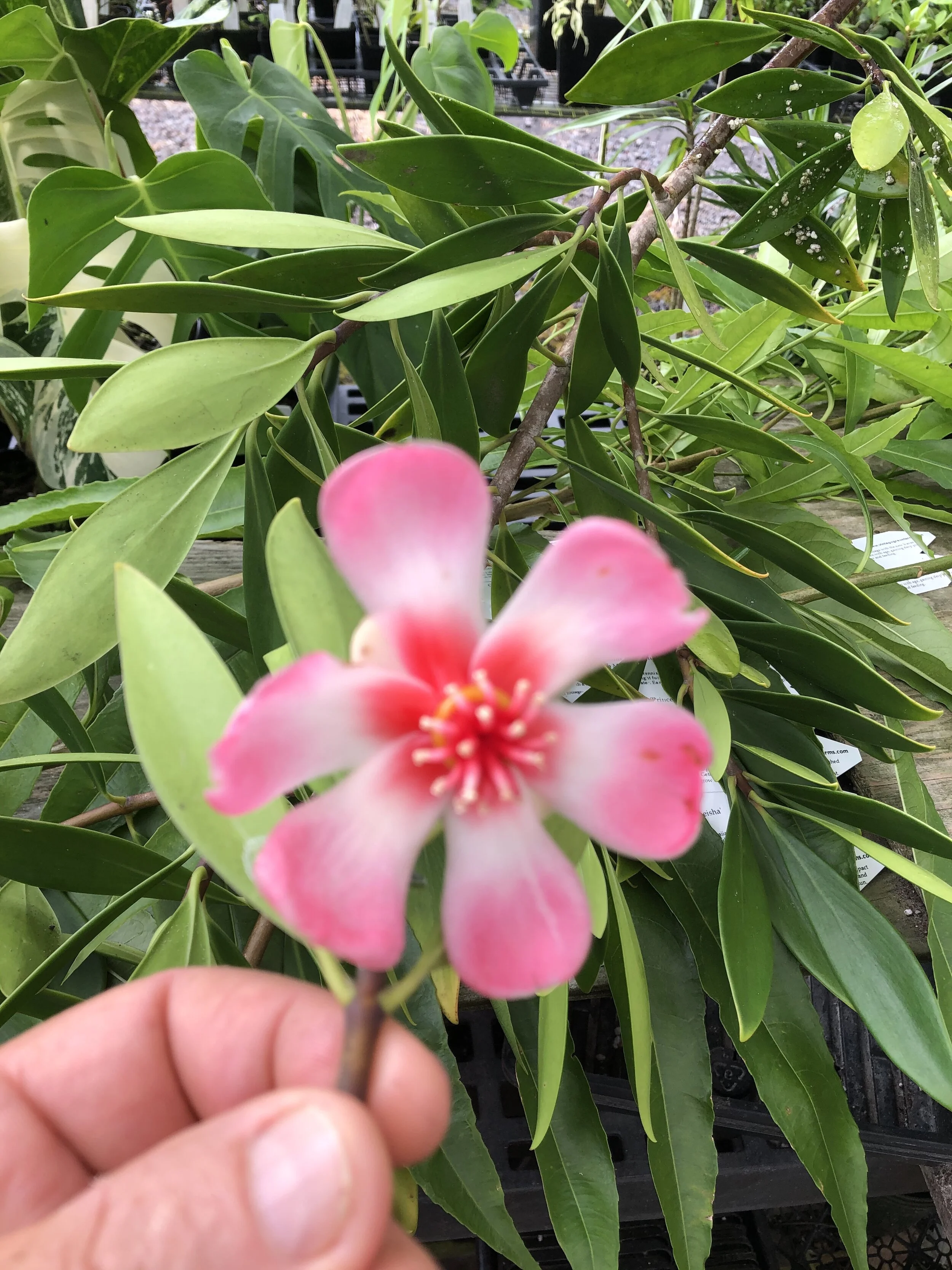 Clusia orthoneura (3).jpg