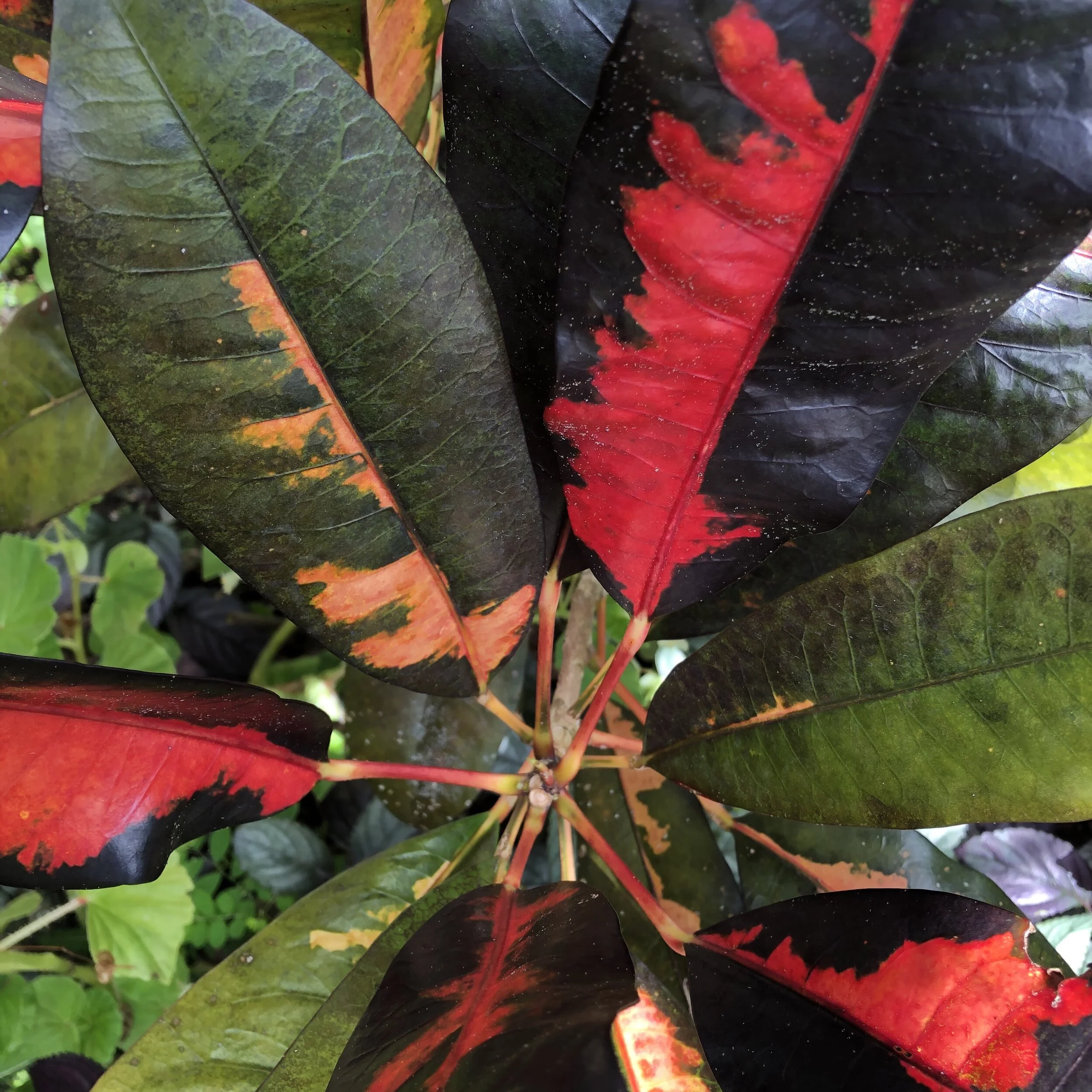 Codiaeum 'Baron Le Compte' (2).jpg