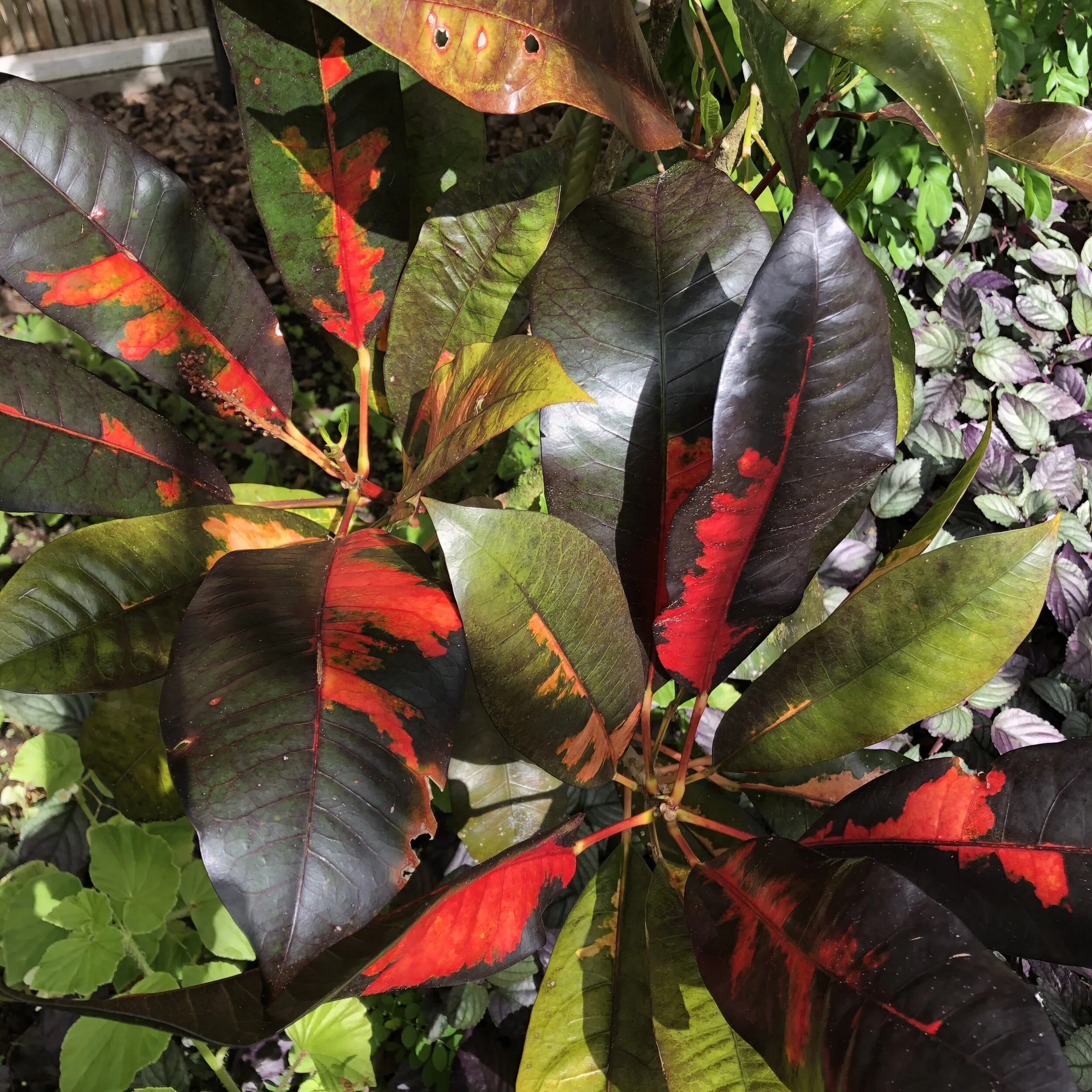 Codiaeum 'Baron Le Compte'.jpg