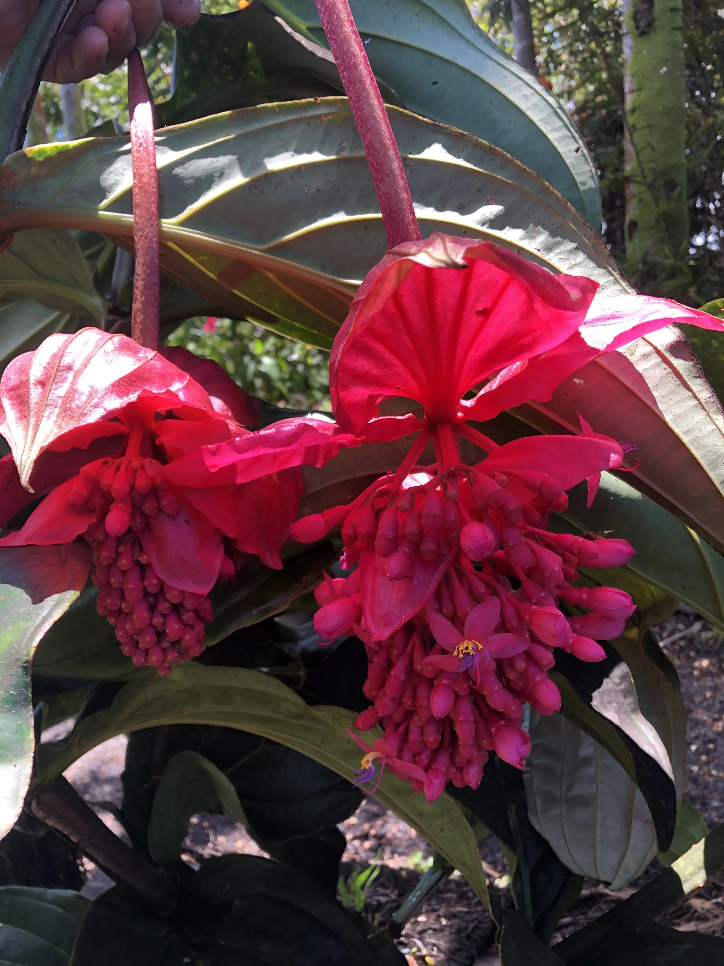 Medinilla 'Firebird' (1).jpg