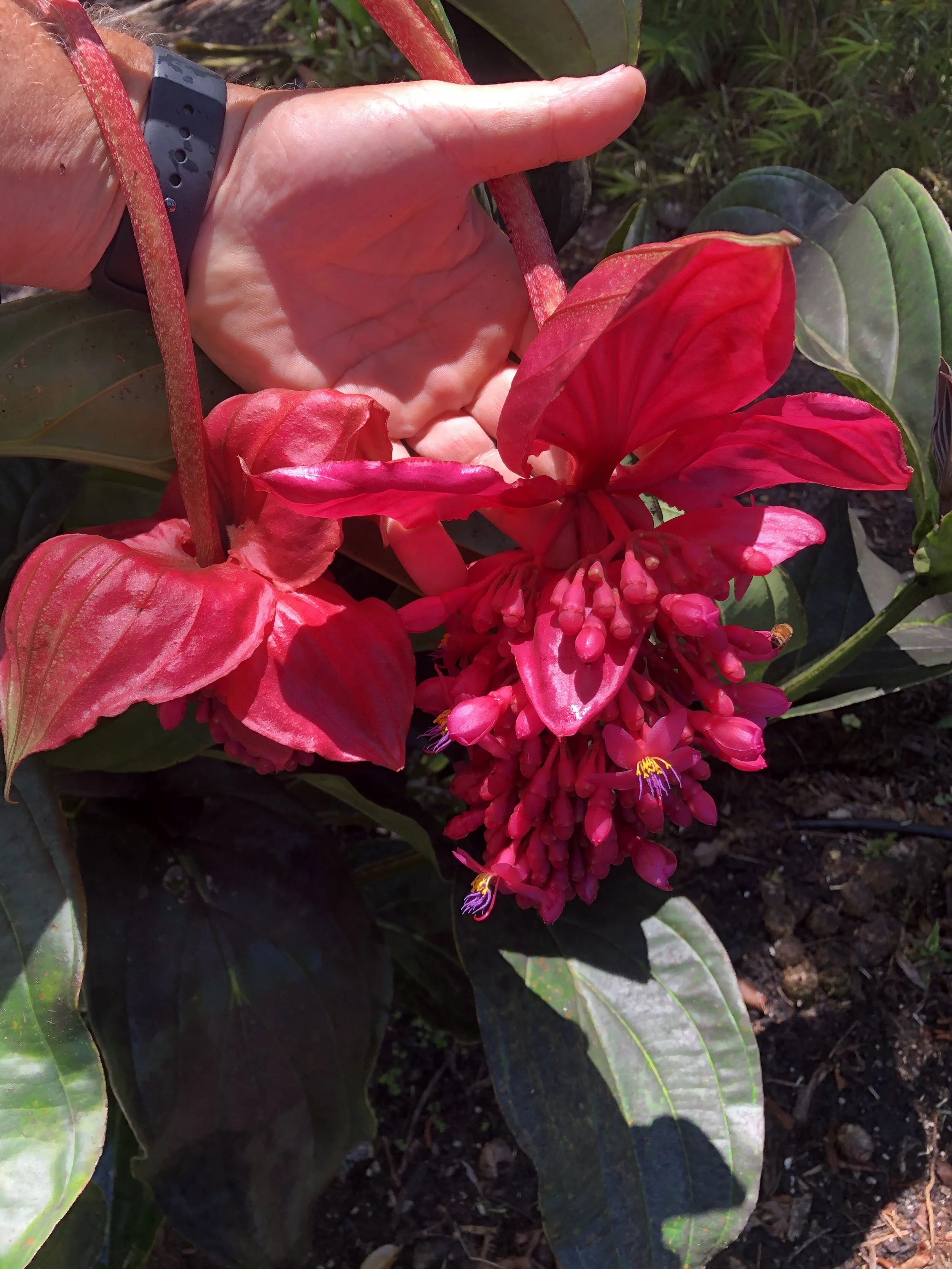 Medinilla 'Firebird' (2).jpg