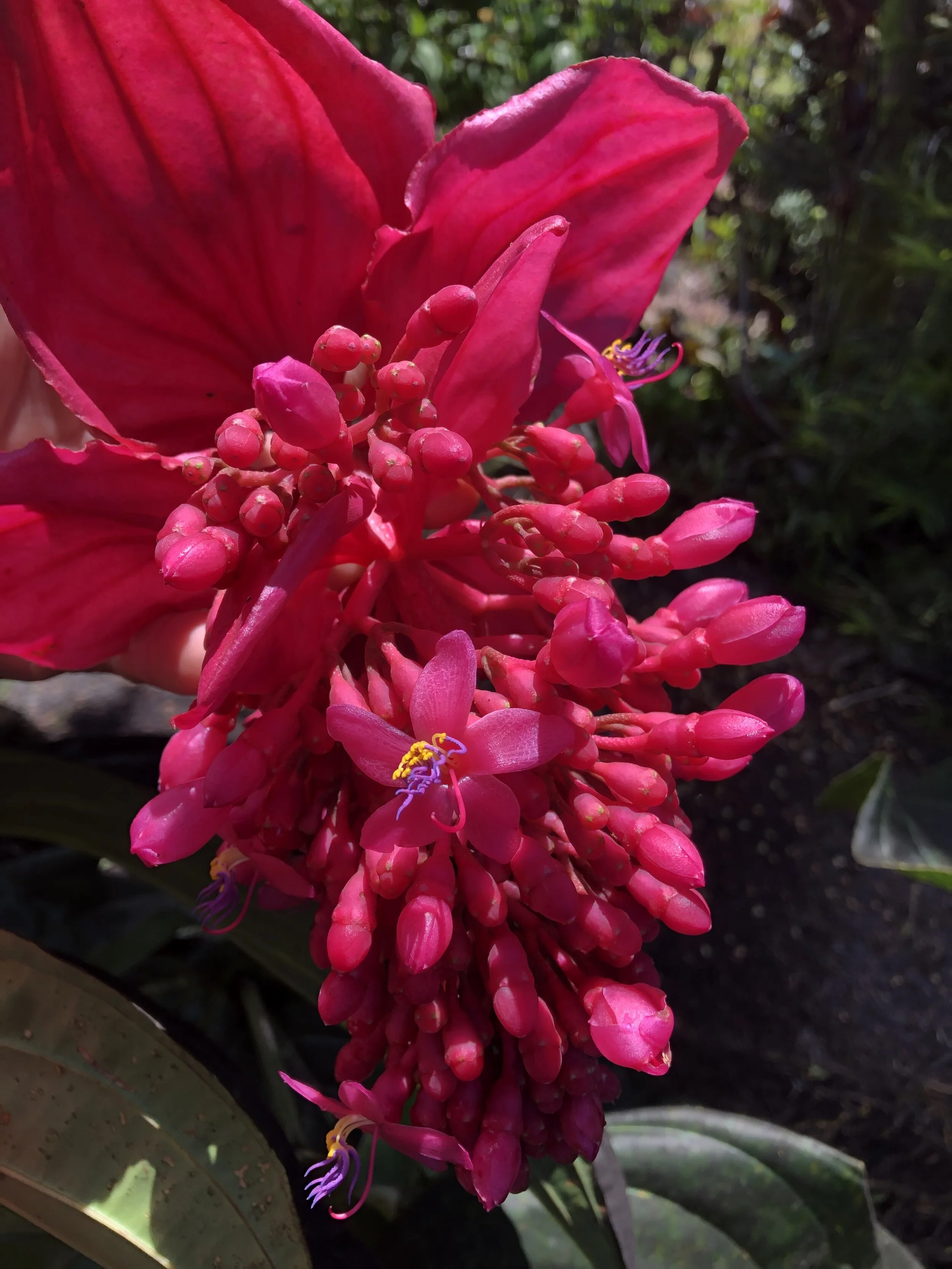 Medinilla 'Firebird' (3).jpg