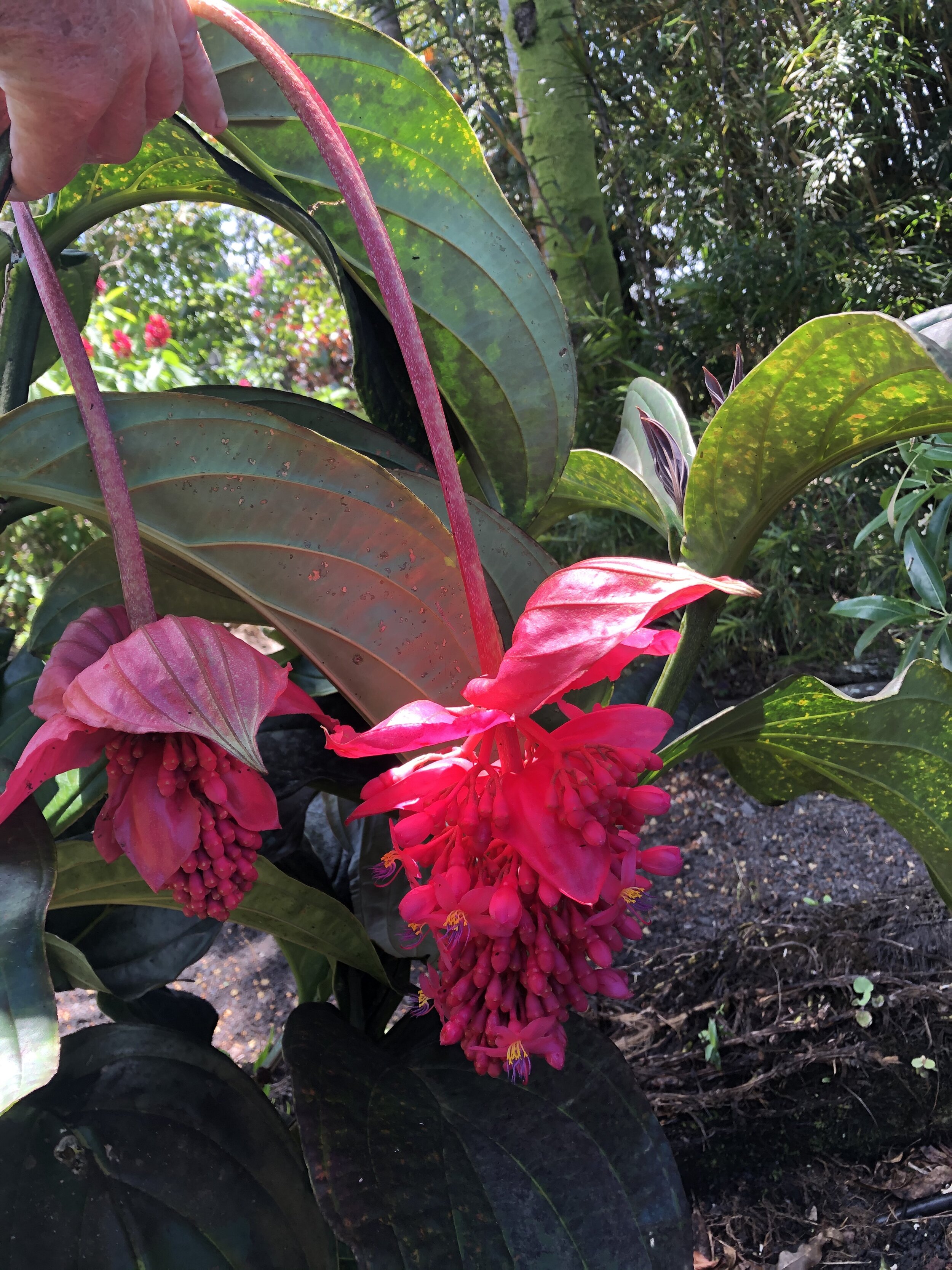 Medinilla 'Firebird' (4).jpg