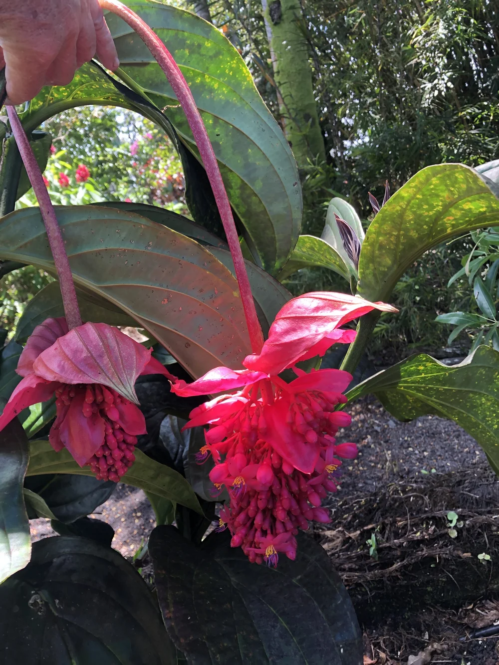 Medinilla 'Firebird'  Vintage Green Farms with Tom Piergrossi