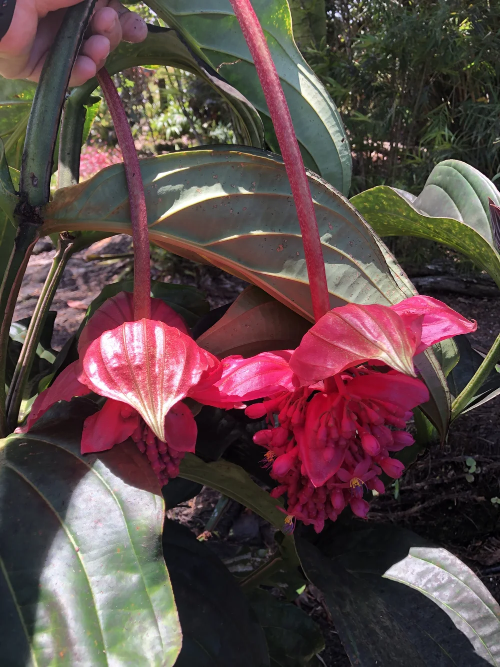 philodendron melanochrysum price Philodendron melanochrysum main image 0
