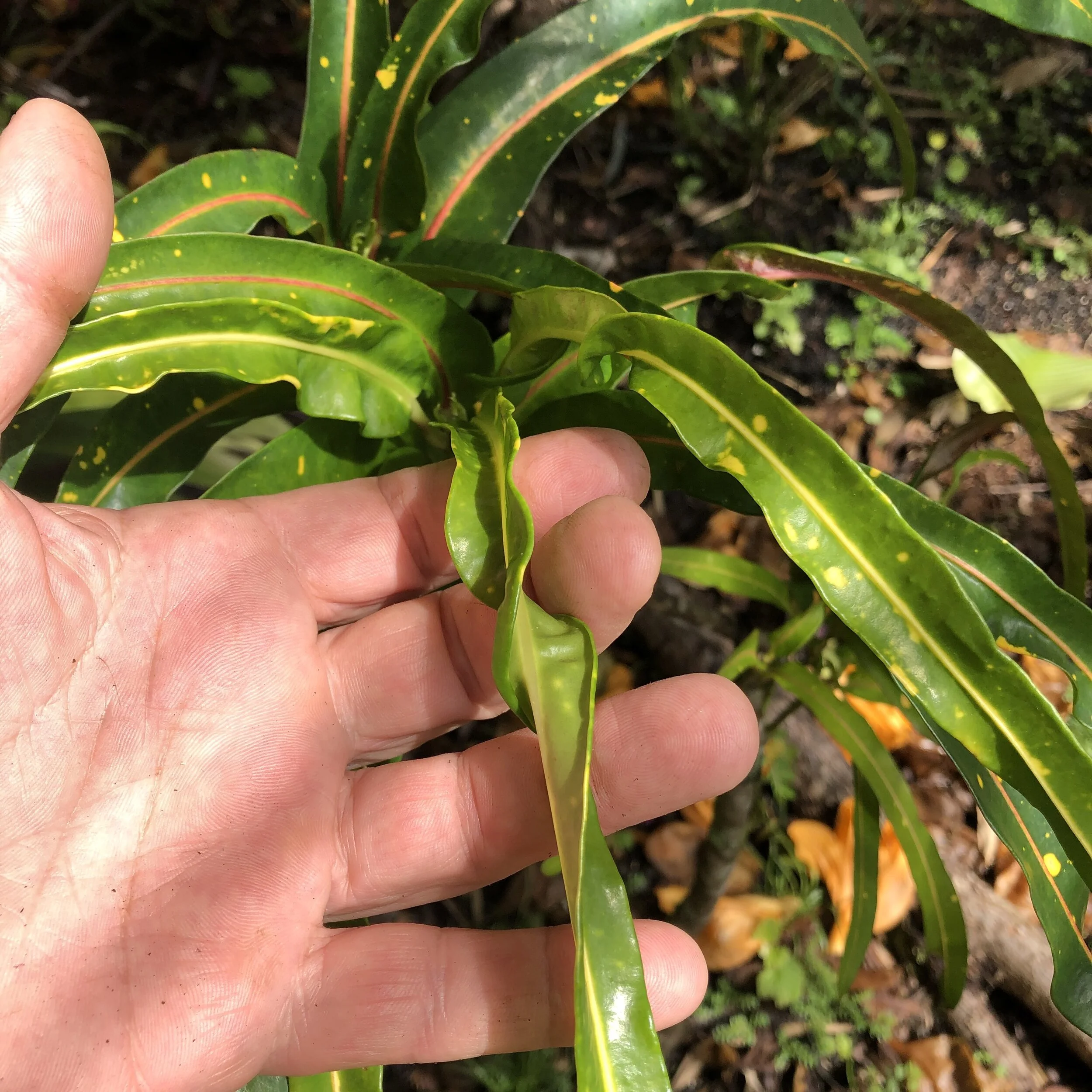 Codiaeum 'Dreadlocks'.jpg