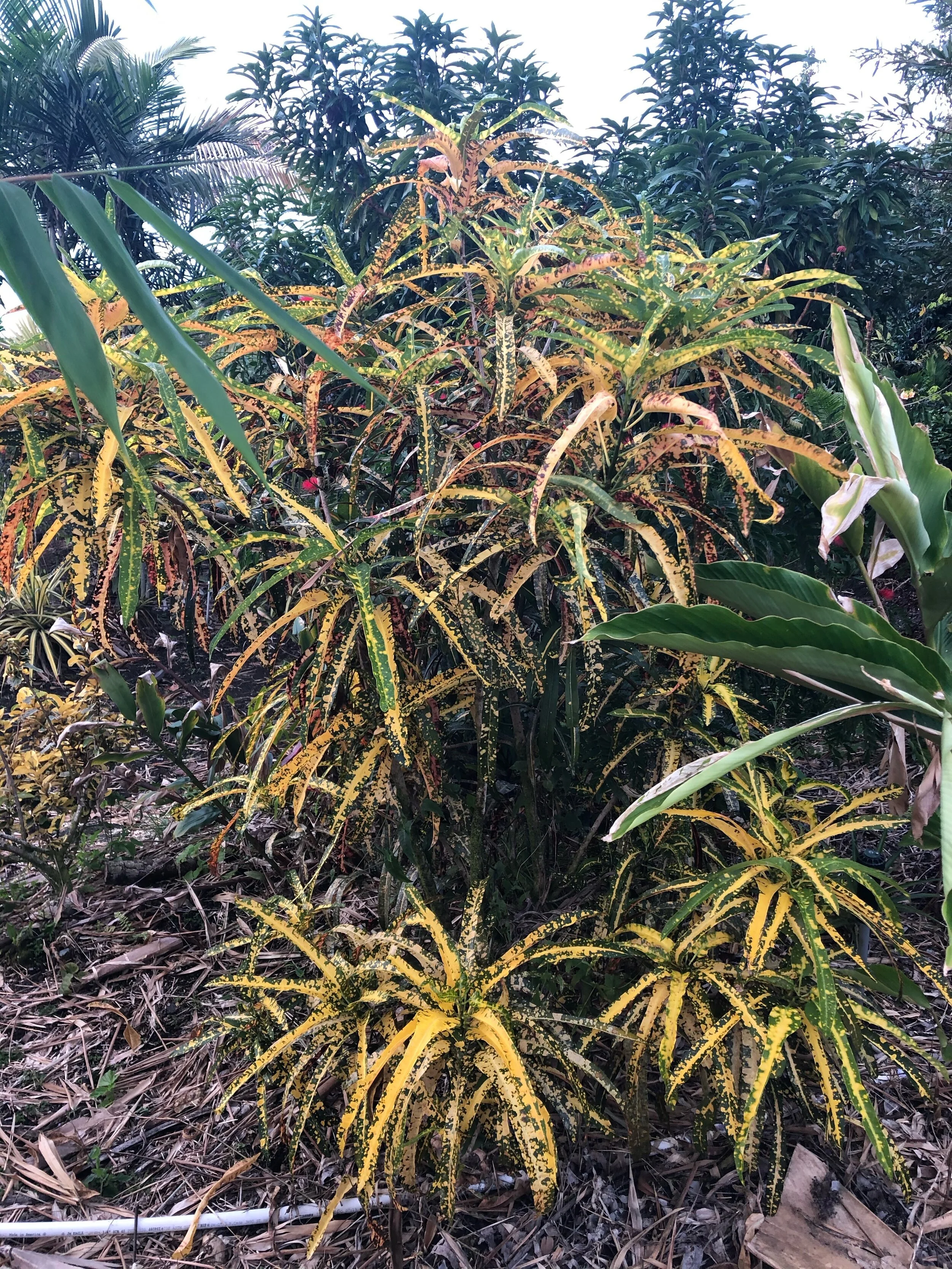 Codiaeum 'Elenor Roosevelt'.jpg