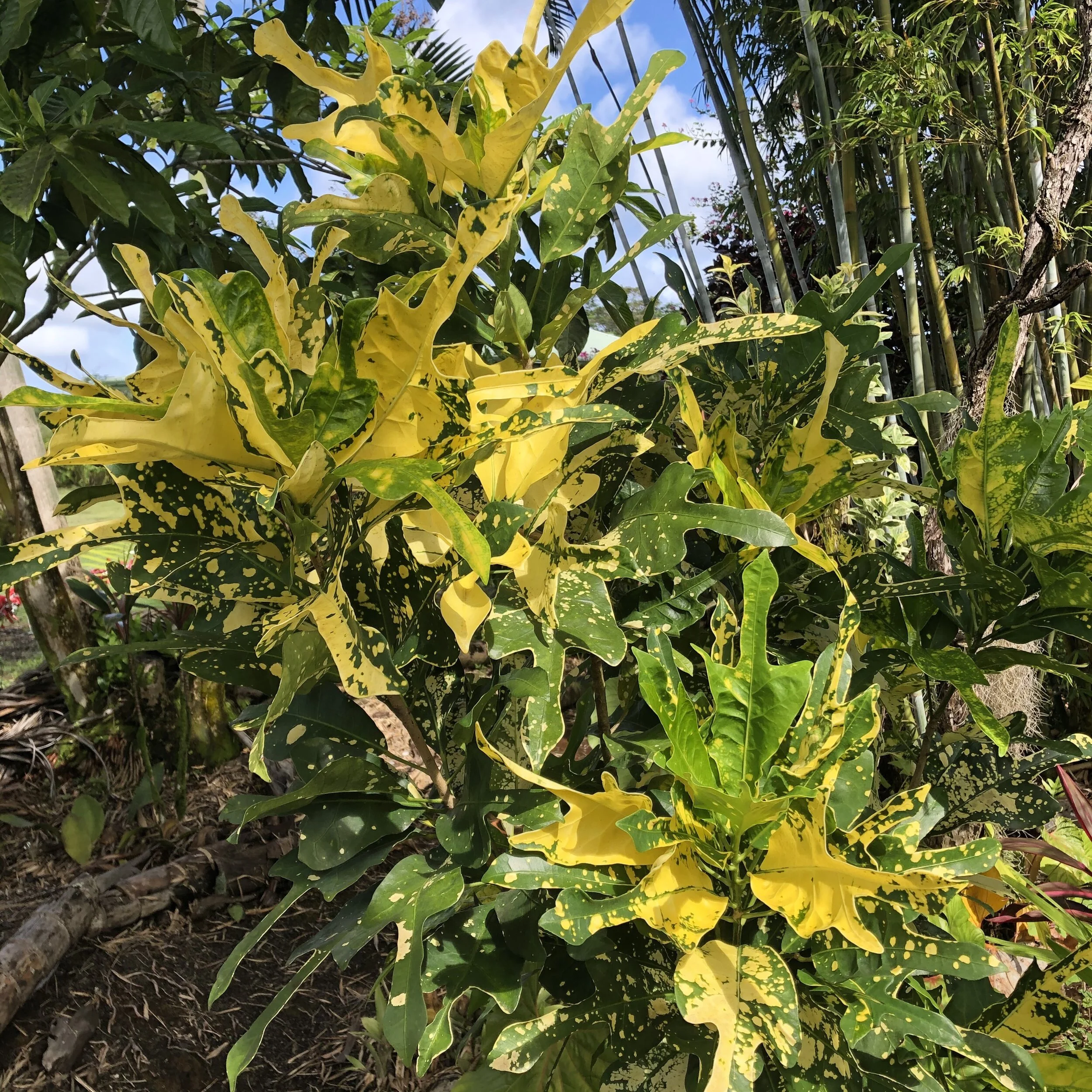 Codiaeum 'Fort DeRussy' (1).jpg