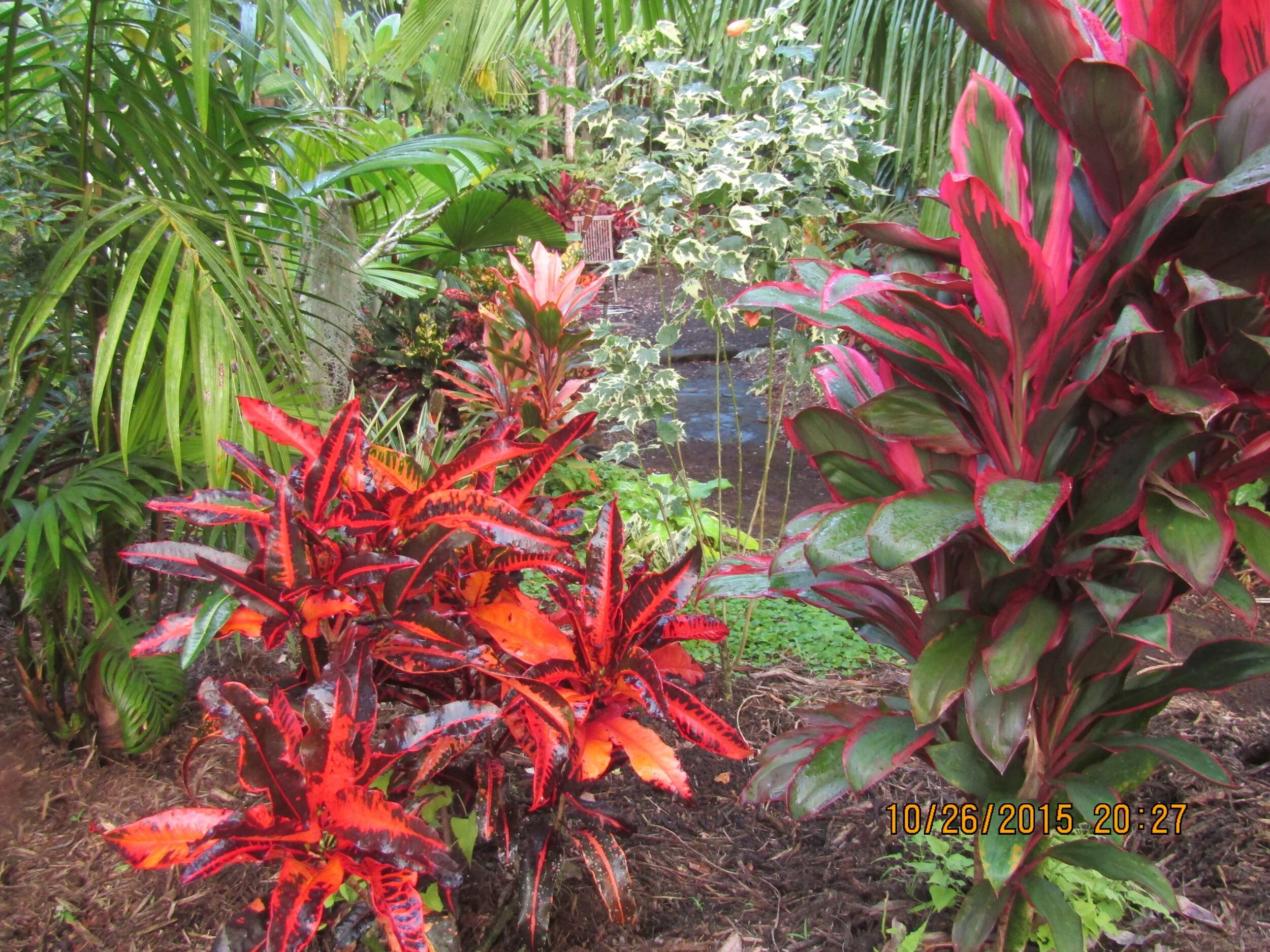 Codiaeum 'General Marshall' (1).jpg