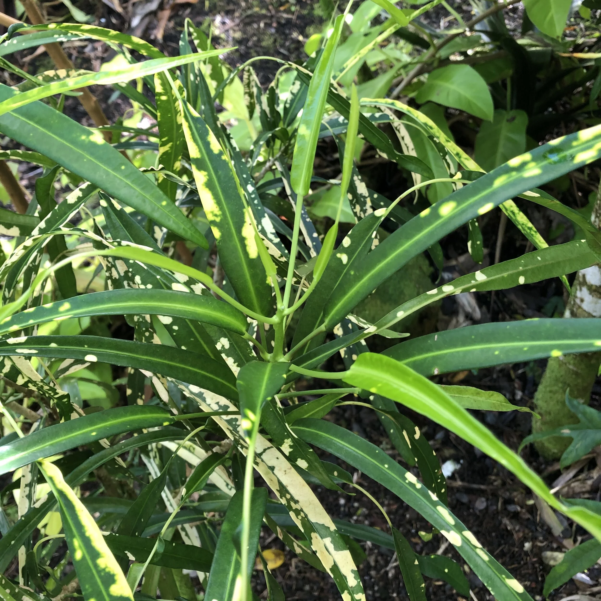 Codiaeum 'Johannis' (1).jpg