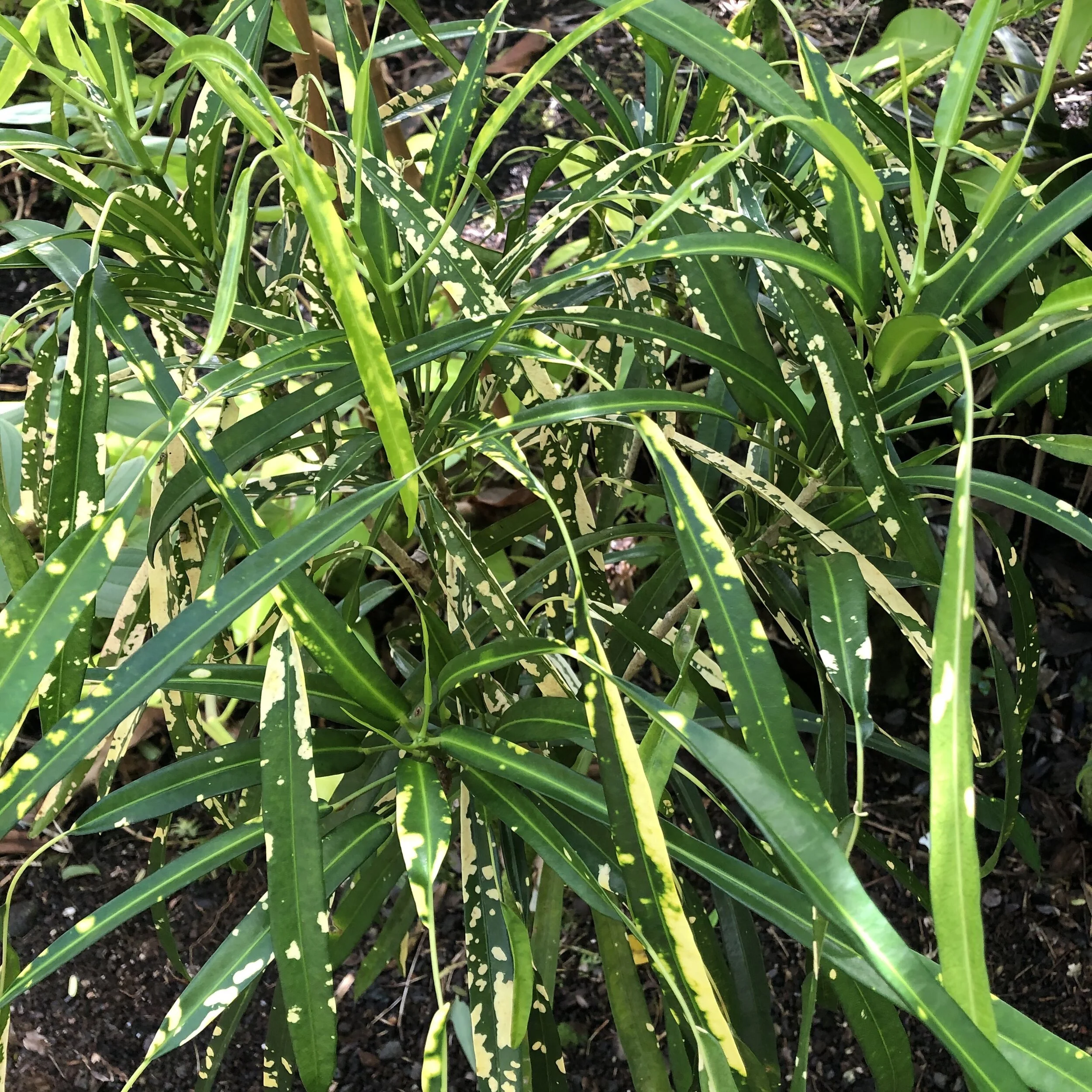 Codiaeum 'Johannis' (2).jpg