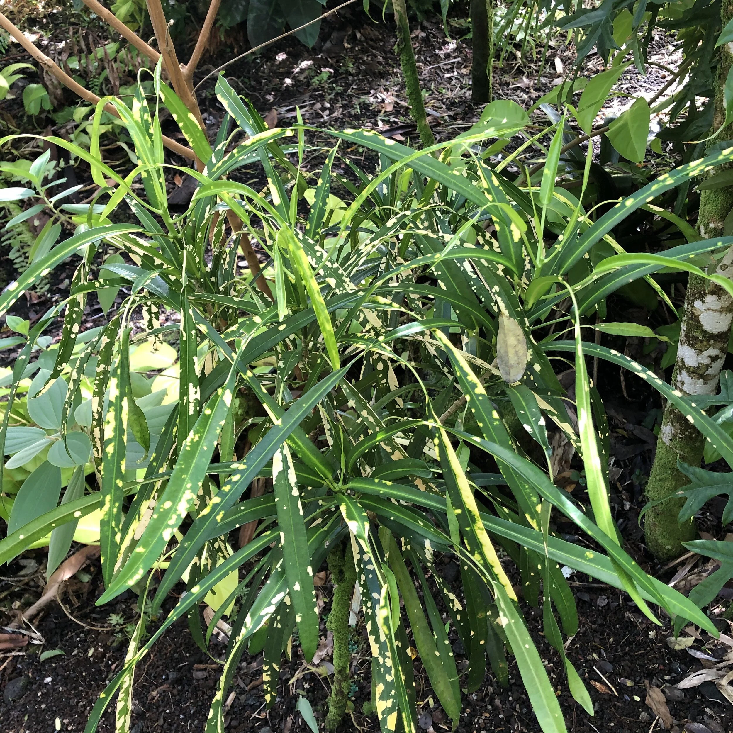 Codiaeum 'Johannis'.jpg