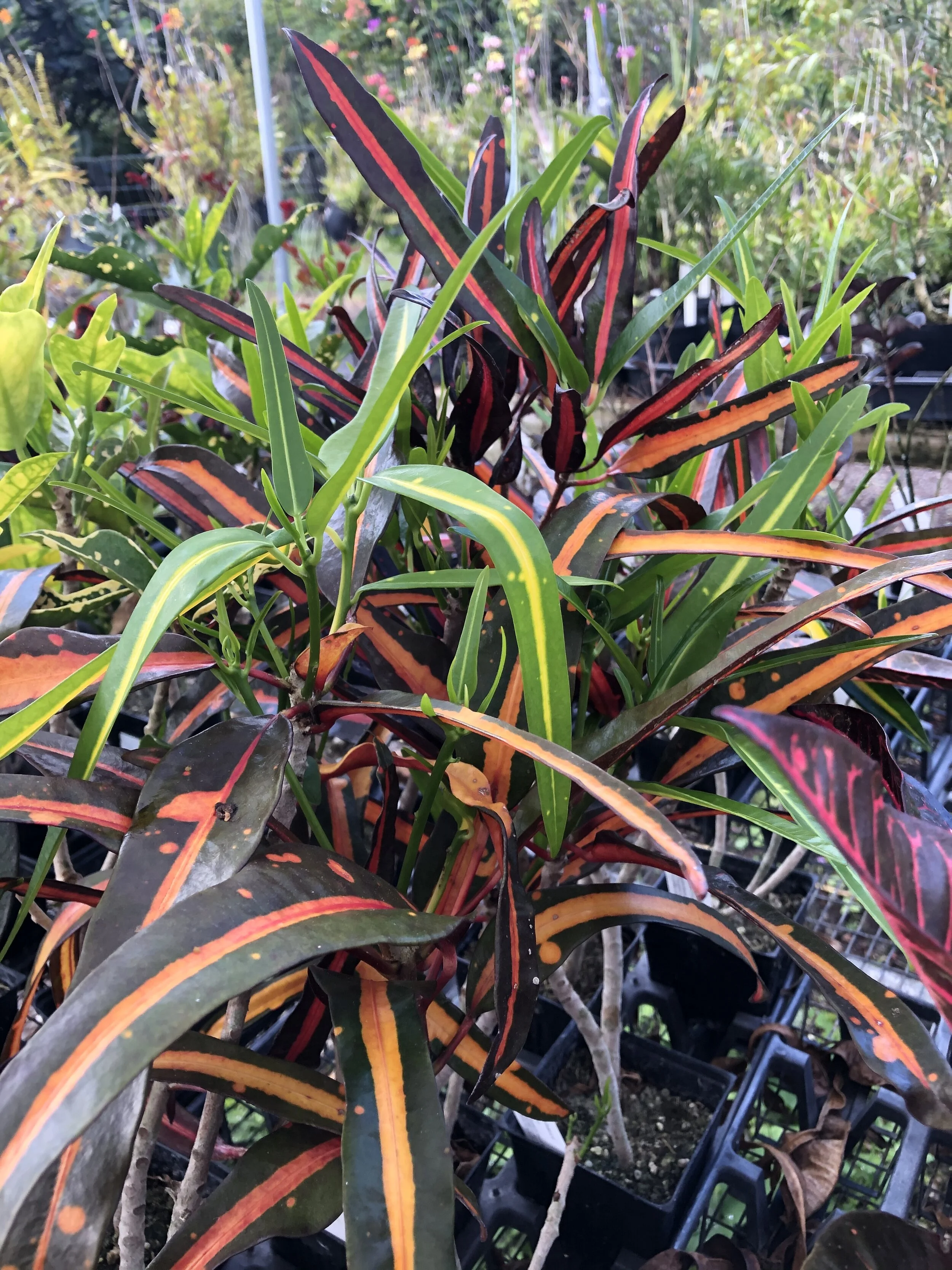 Codiaeum 'Reliance' (3).jpg