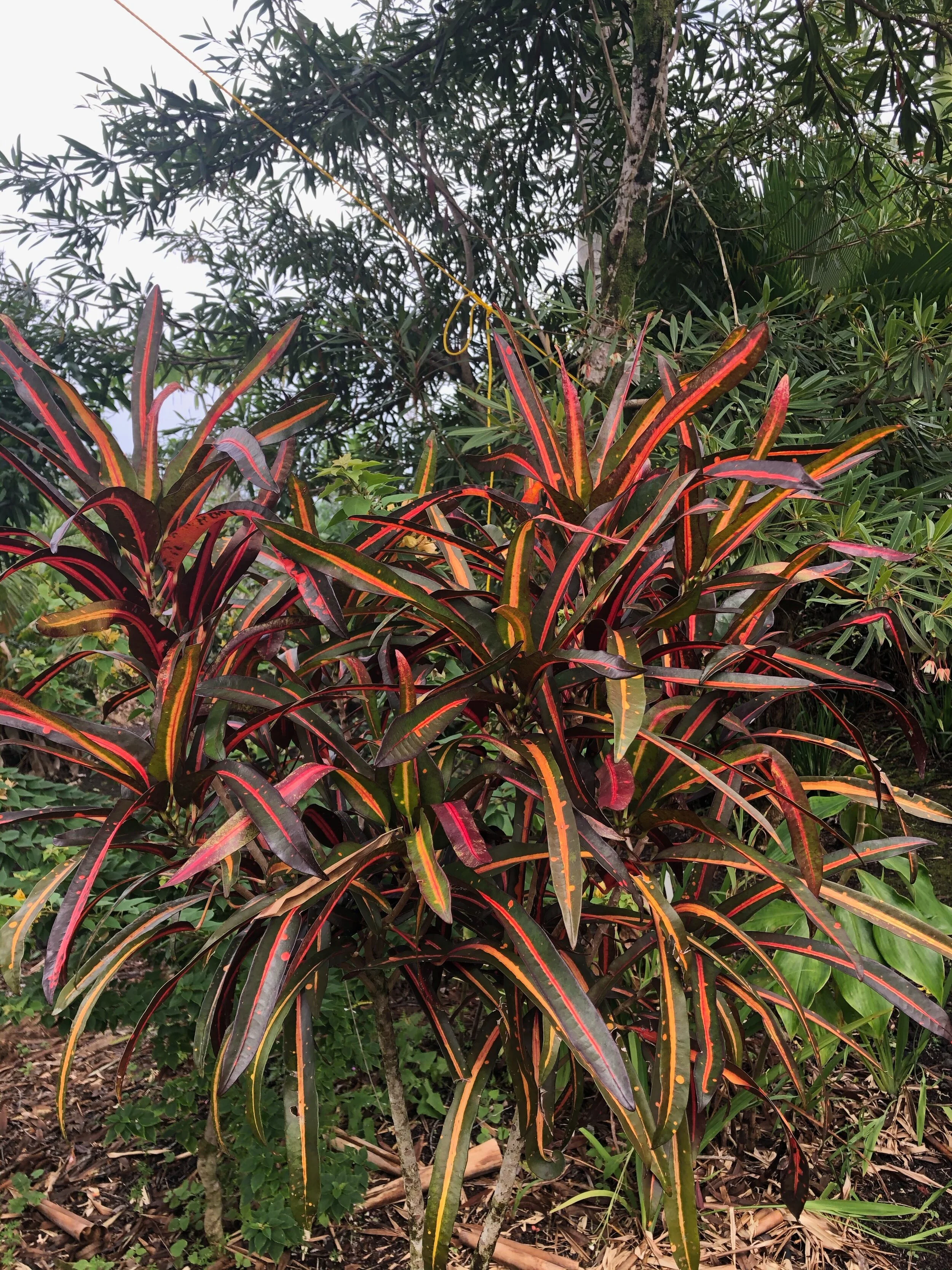 Codiaeum 'Reliance'.jpg