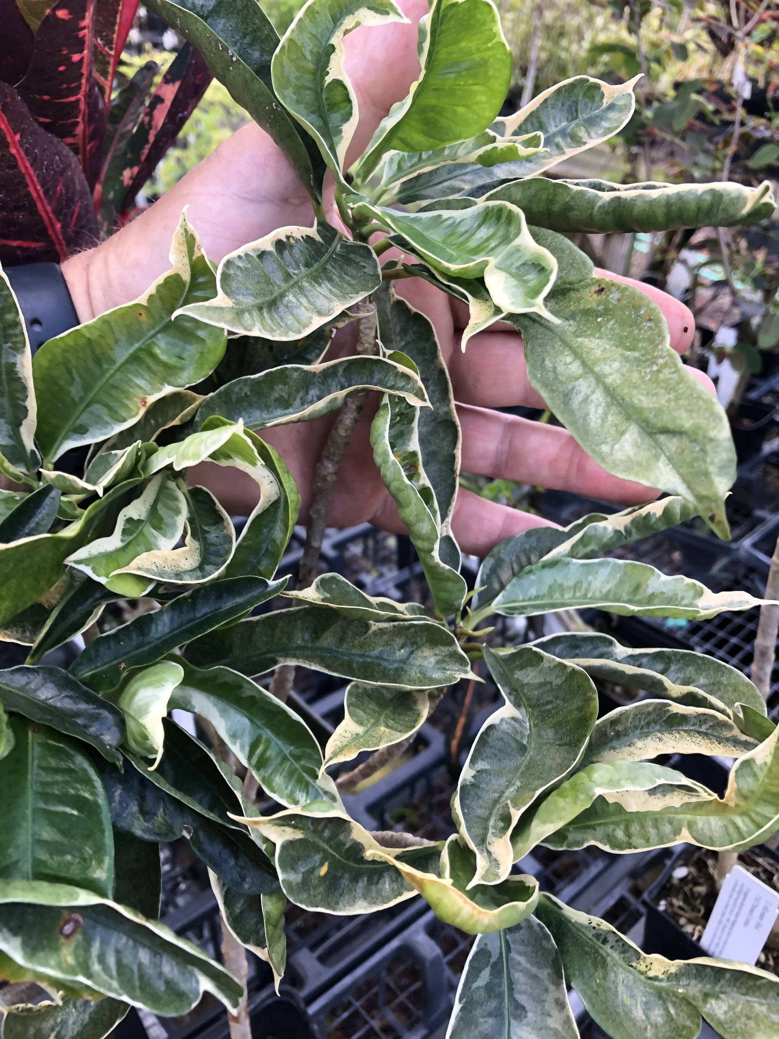 Codiaeum 'Andrew' (Syn. Tamara)2.jpg