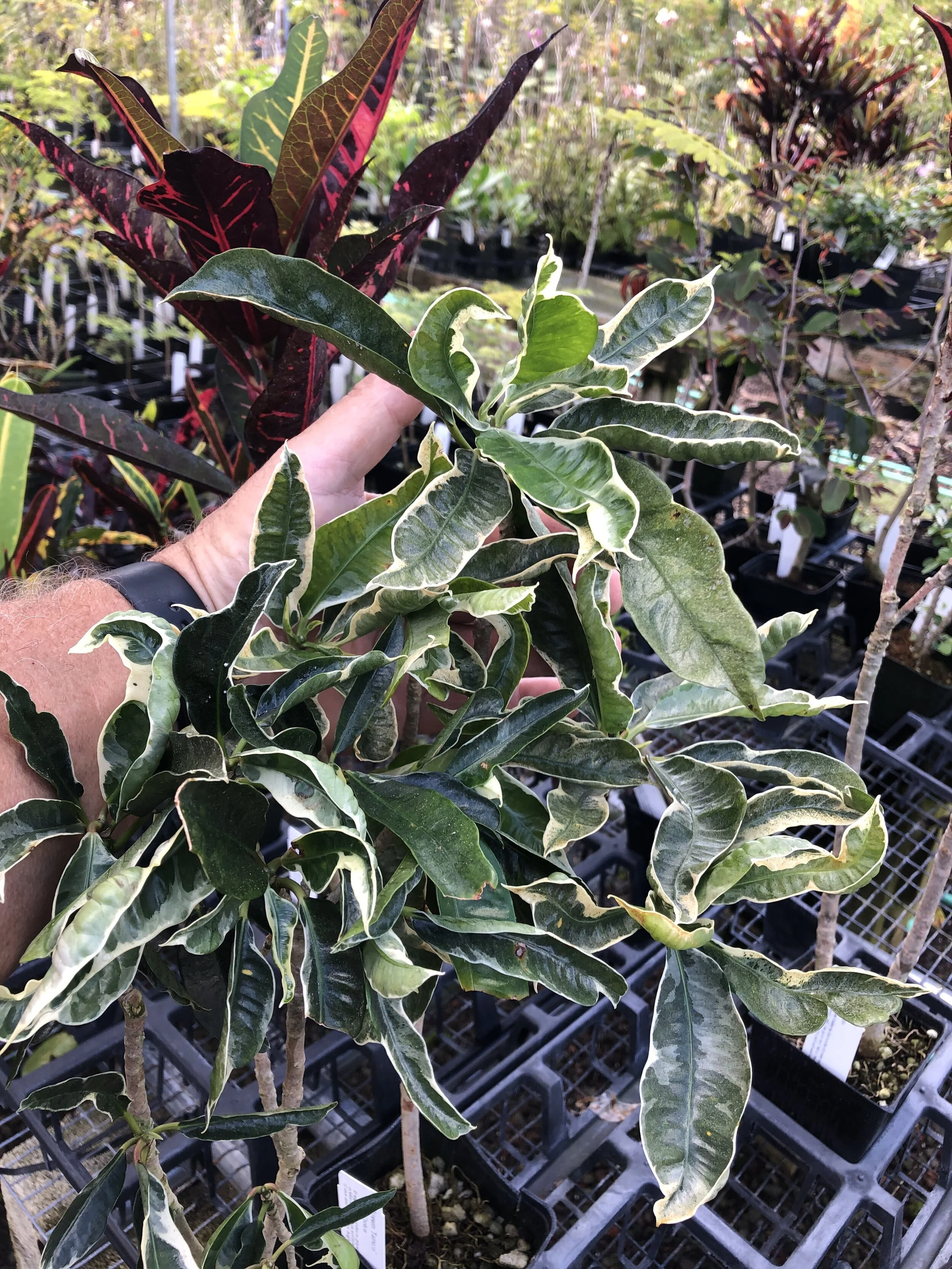 Codiaeum 'Andrew' (Syn. Tamara).jpg
