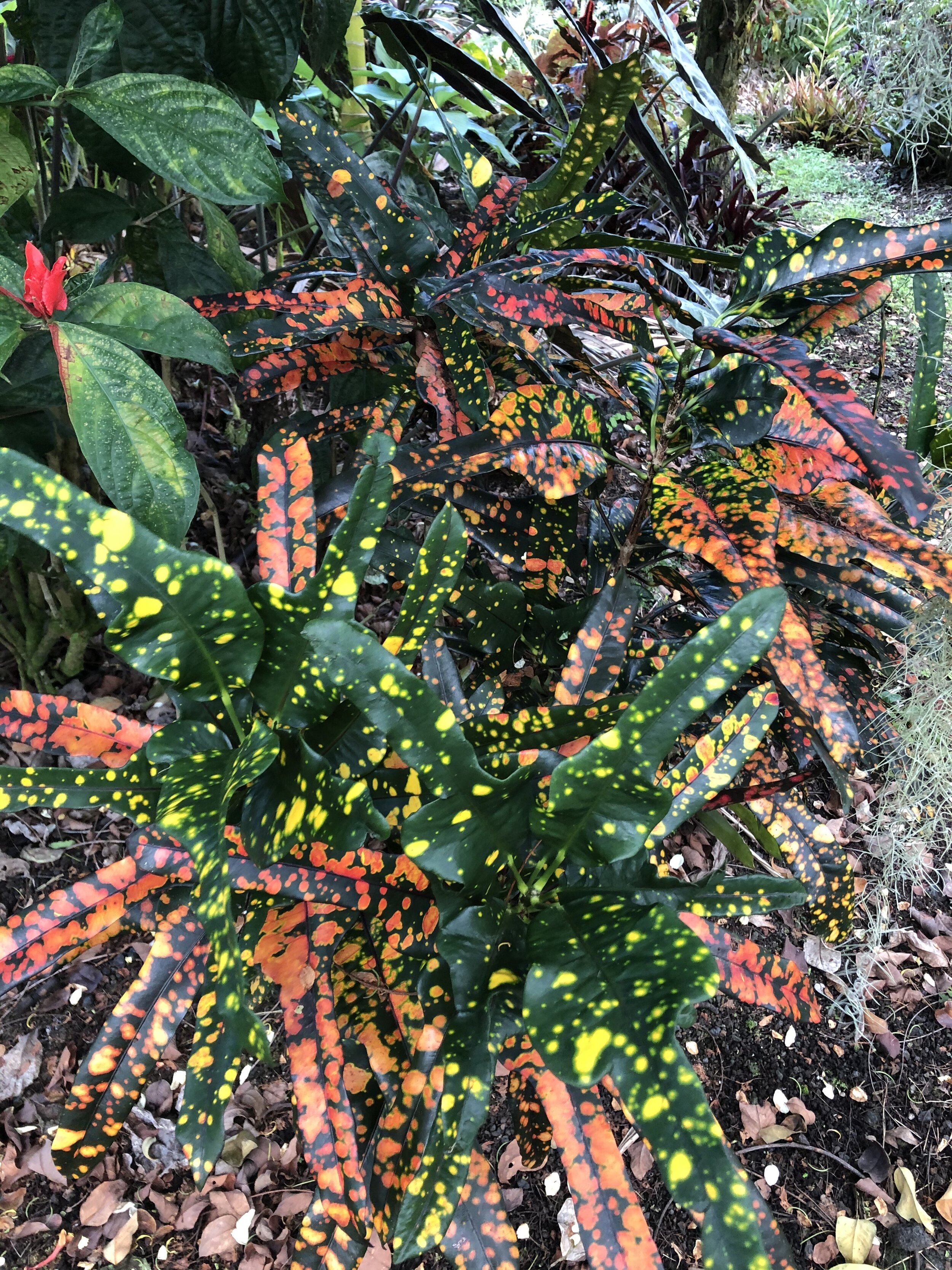 Codiaeum 'Tiger Eye'.jpg