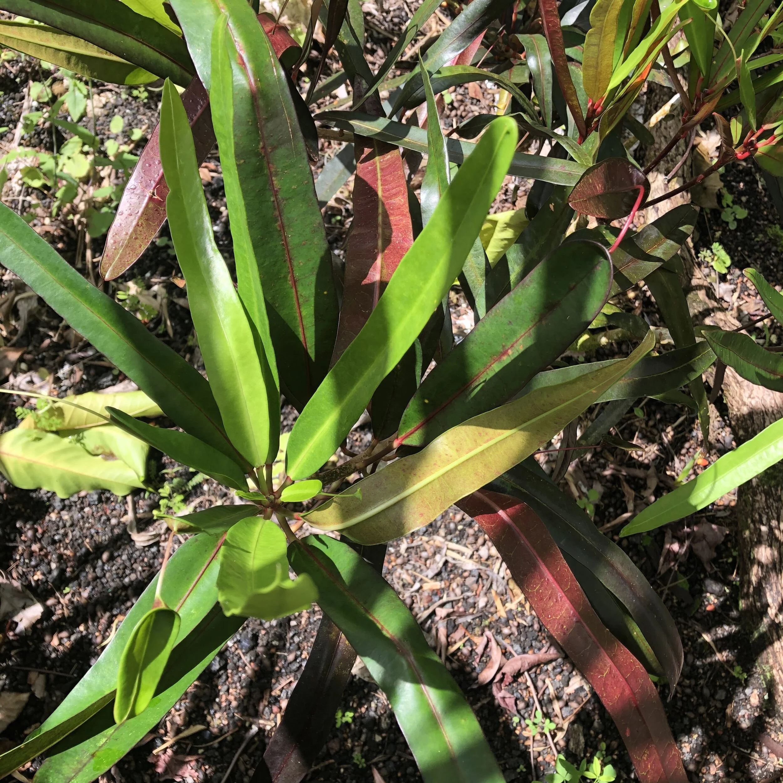 codiaeum-appendiculatum-purple-form-vintage-green-farms-with-tom