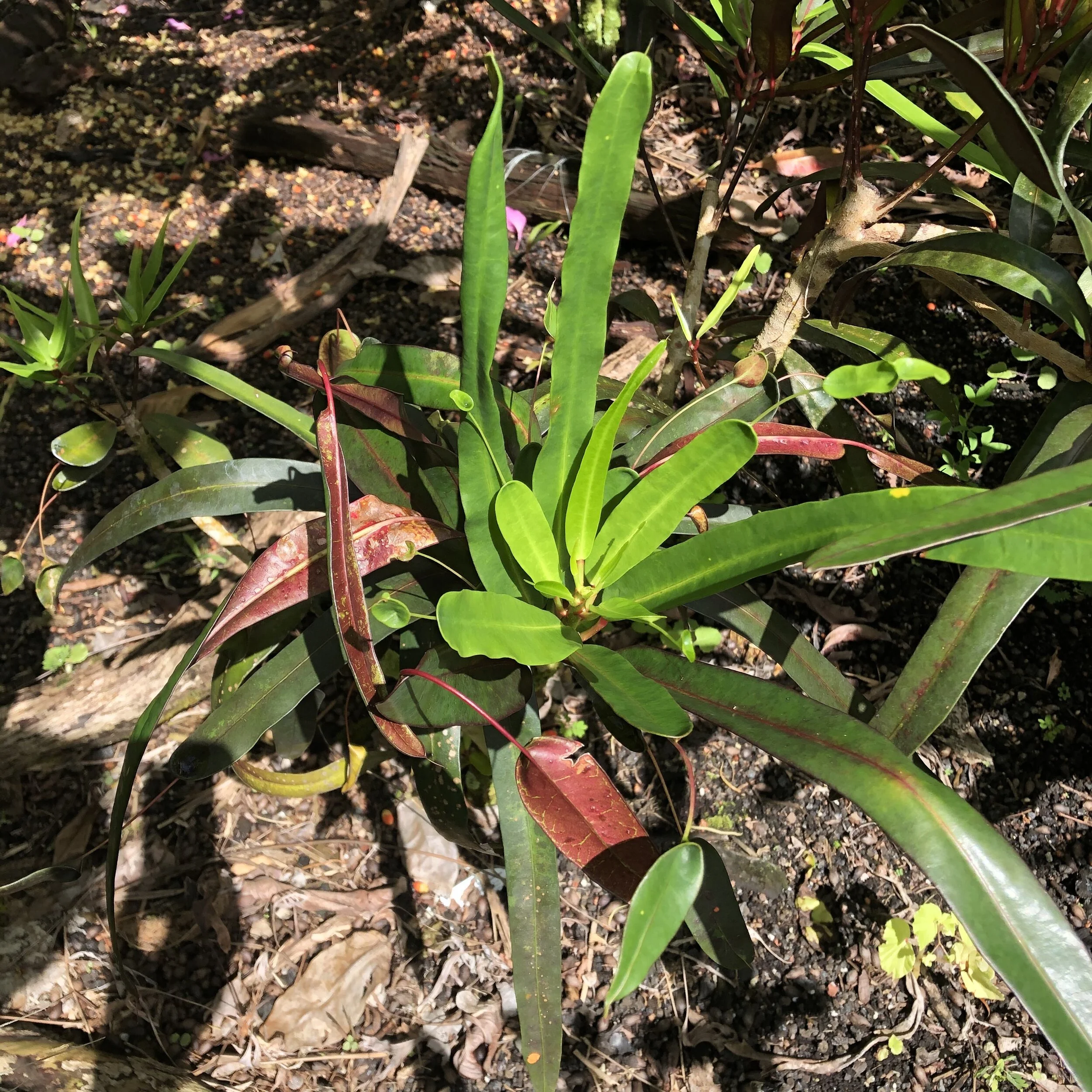 Codiaeum Appendiculatum purple Form Vintage Green Farms With Tom codiaeum-appendiculatum-purple-form-vintage-green-farms-with-tom