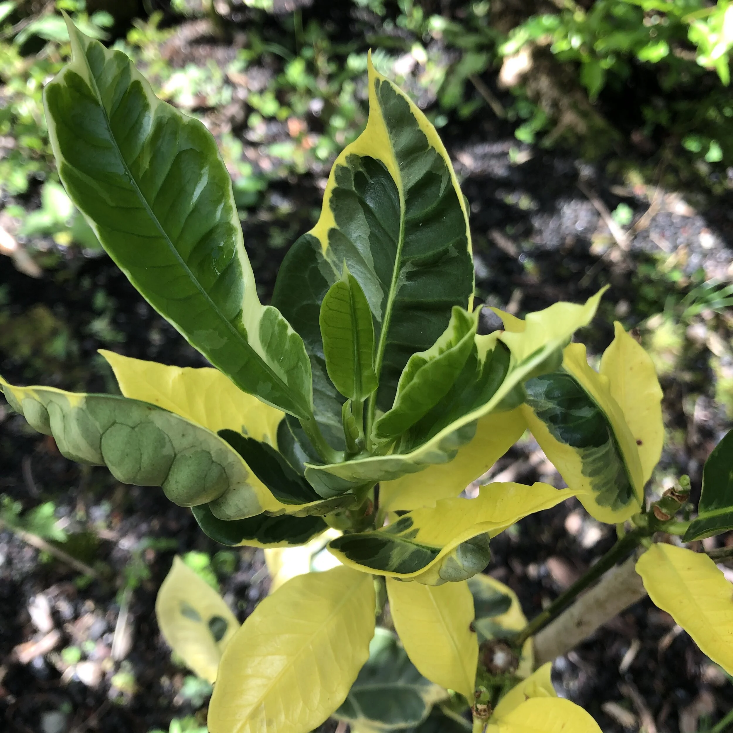 Codiaeum eburneum.jpg