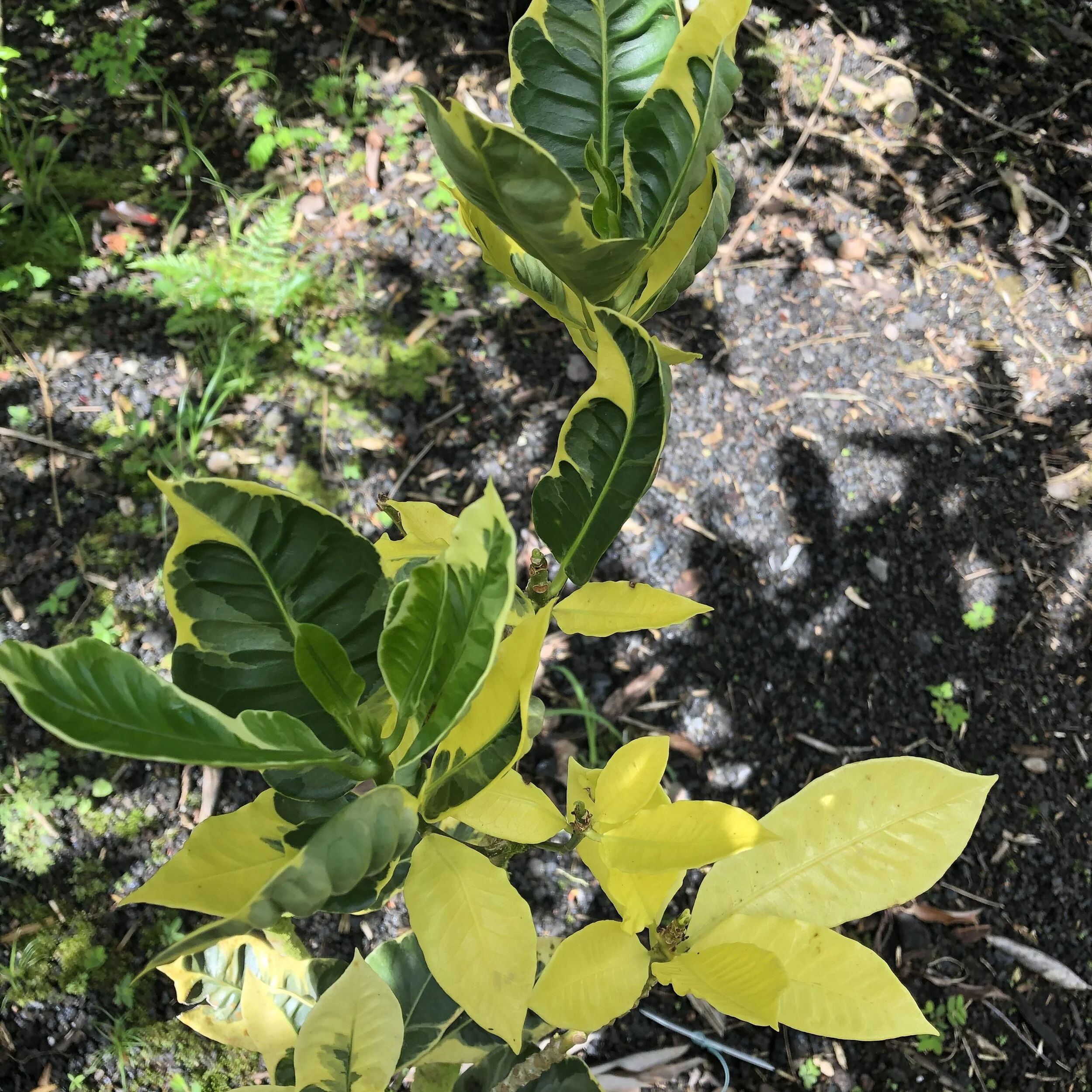 Codiaeum eburneum (1).jpg