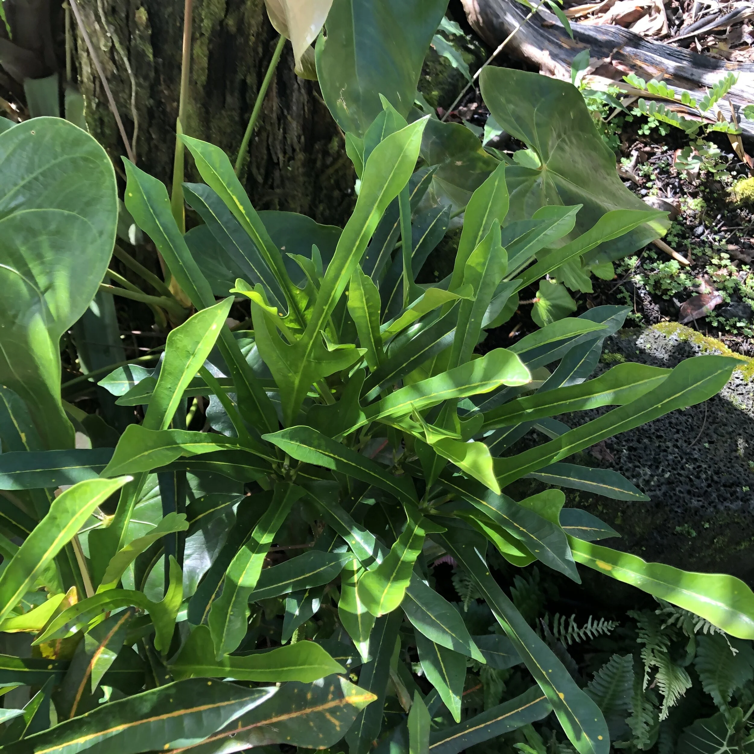 Codiaeum'Mrs. Snyder Disraeli' (1).jpg