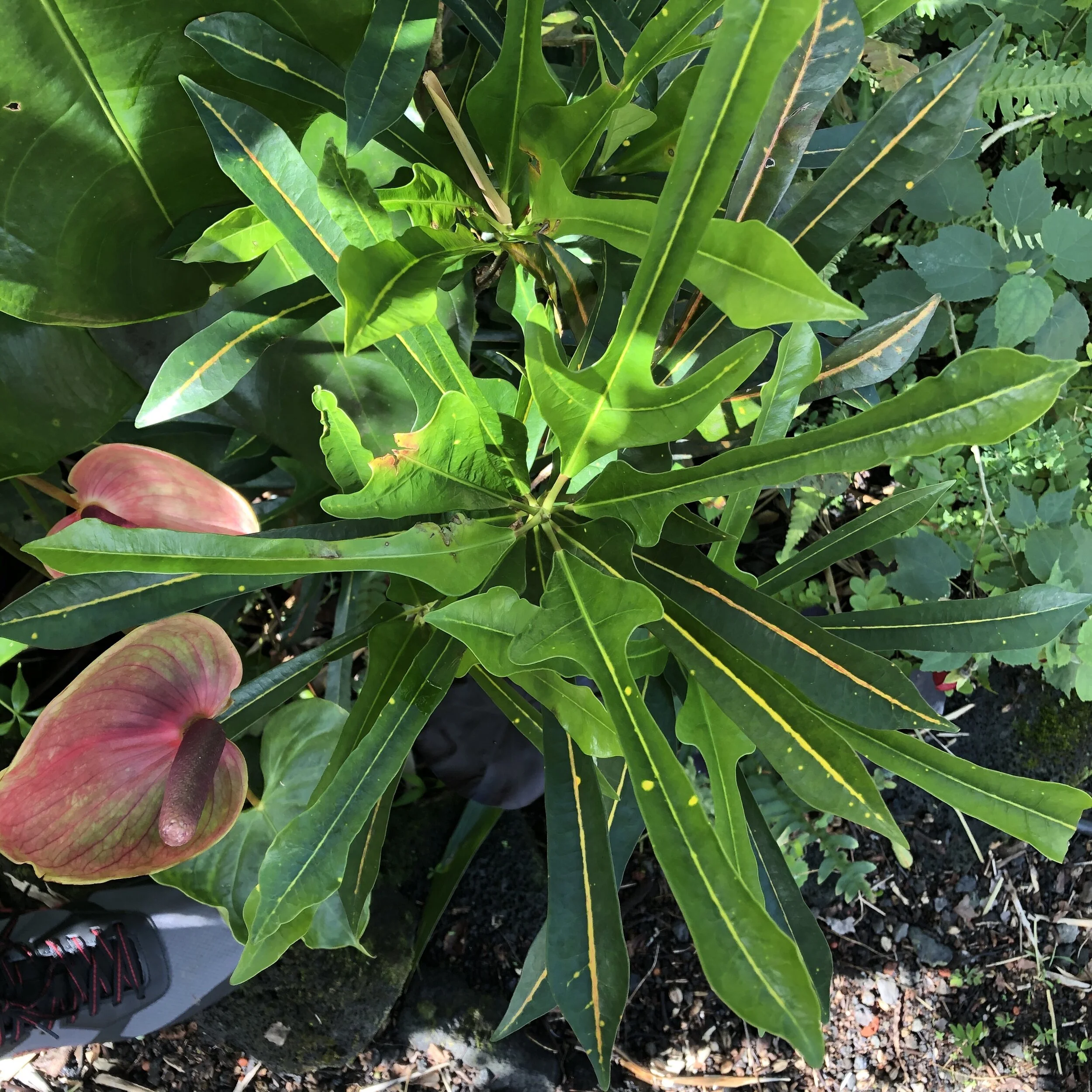 Codiaeum'Mrs. Snyder Disraeli' (2).jpg