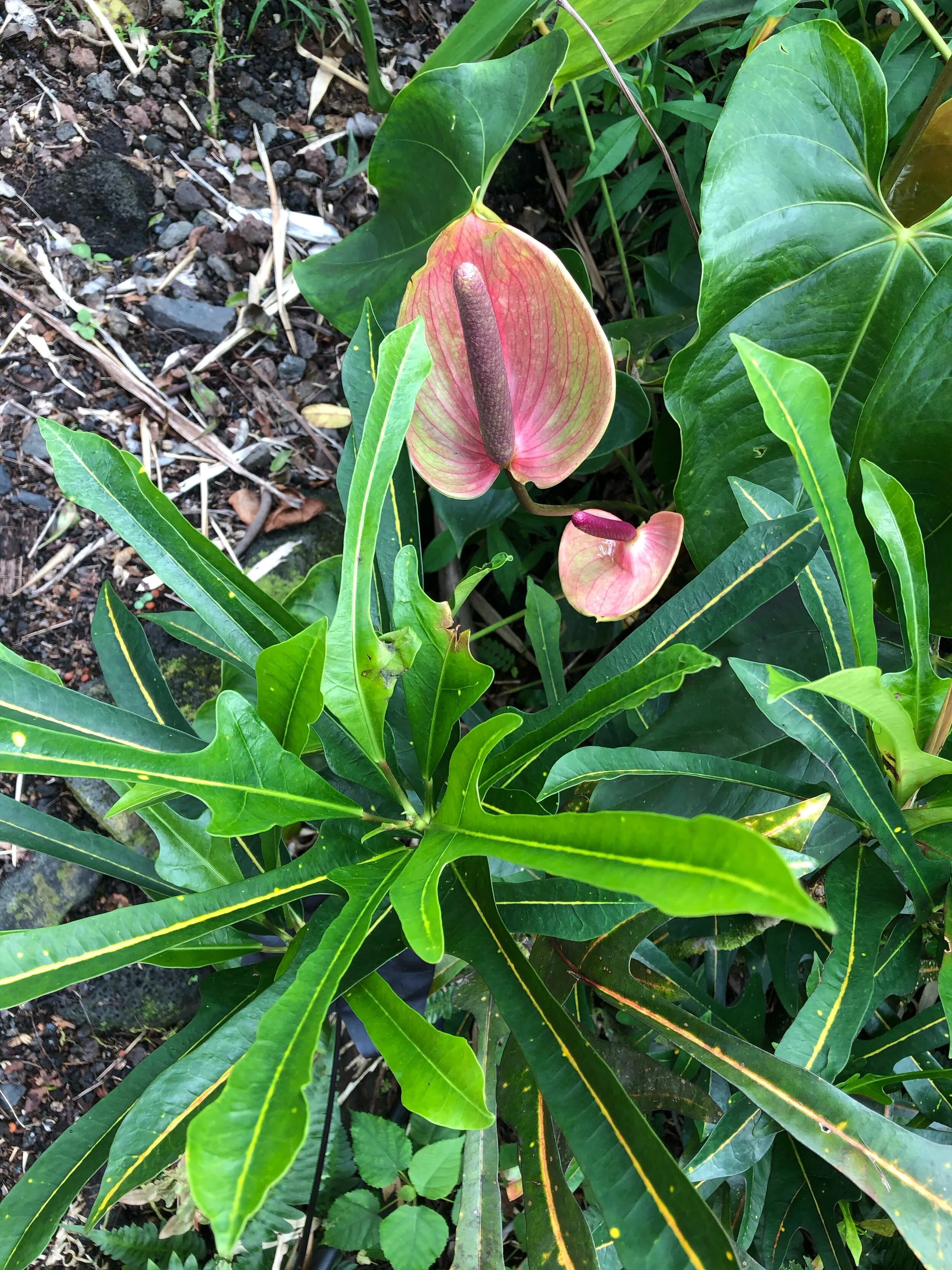 Codiaeum'Mrs. Snyder Disraeli'.jpg