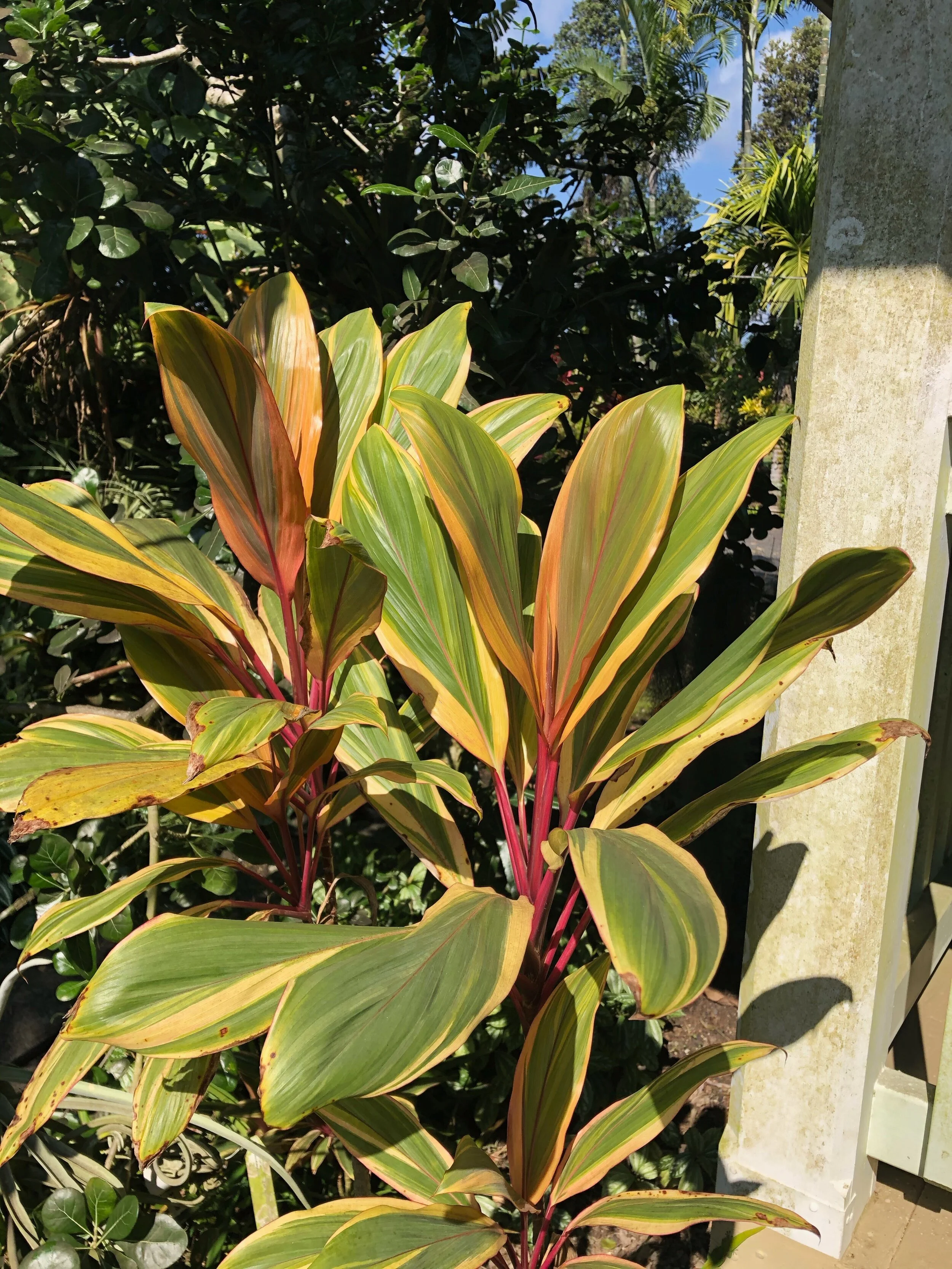 Cordyline terminalis 'Early Morning Diamond'.jpg
