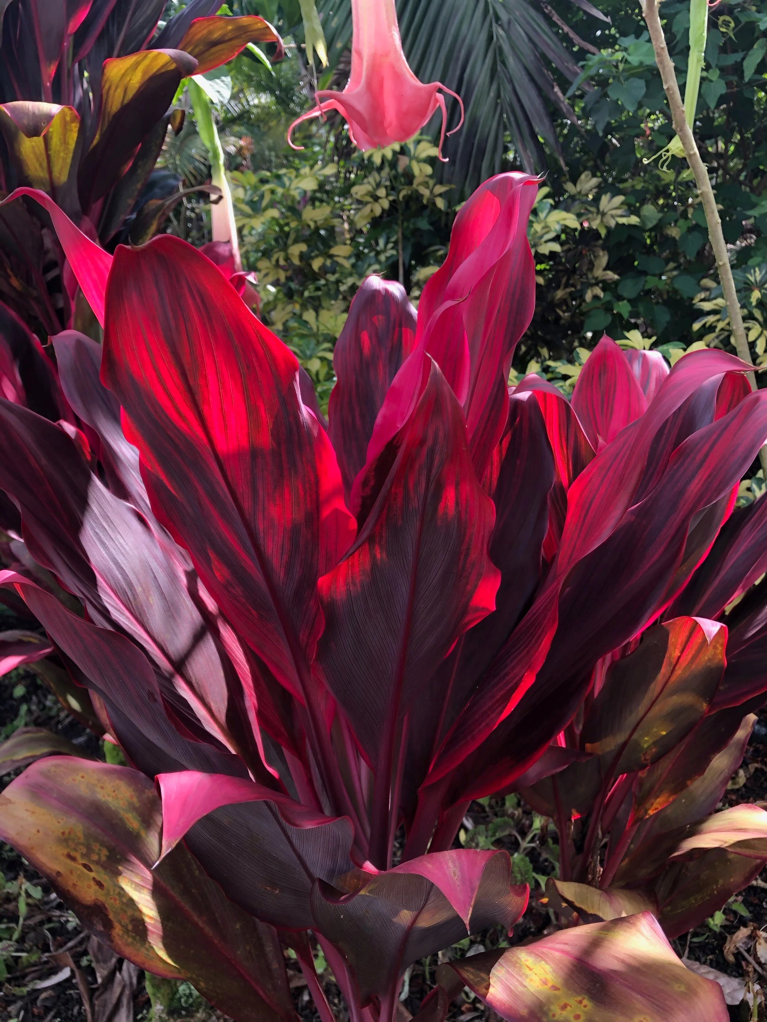 Cordyline terminalis 'Hawaiian Tulip' (1).jpg