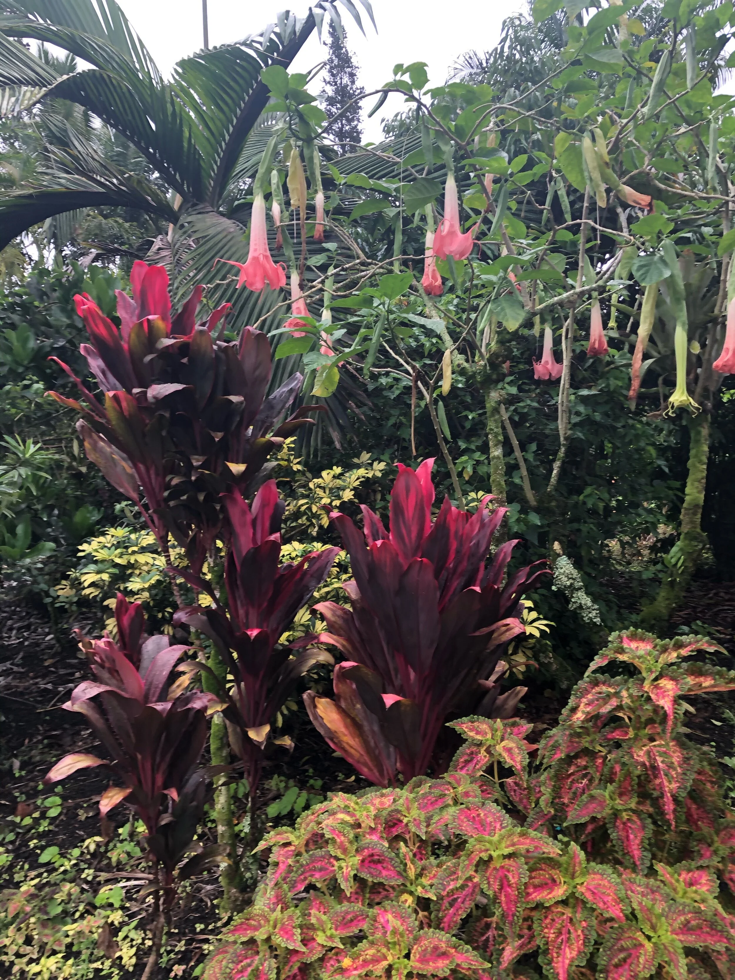 Cordyline terminalis 'Hawaiian Tulip' (2).jpg